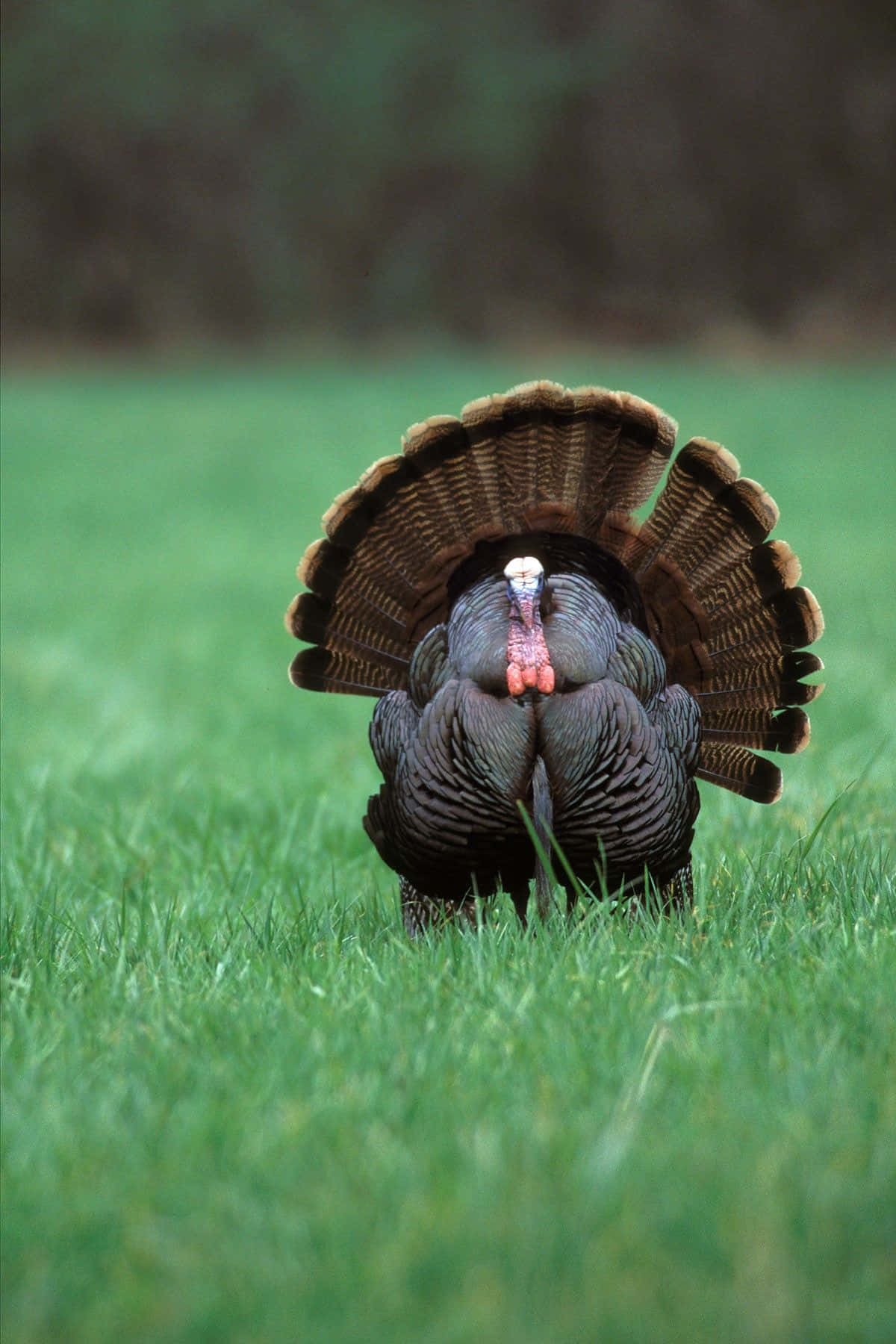 A Turkey Standing In The Grass