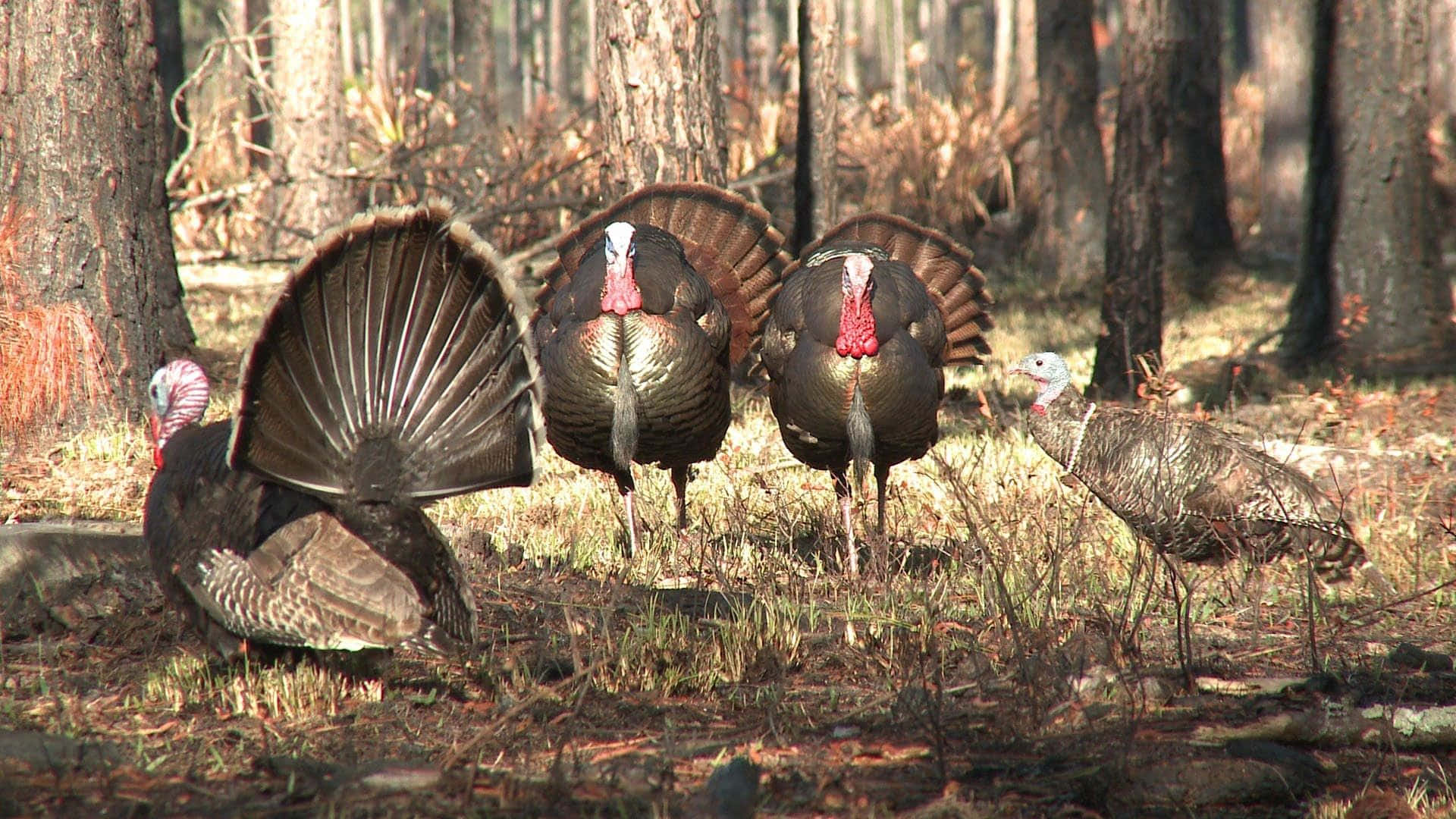 A Group Of Turkeys In The Woods