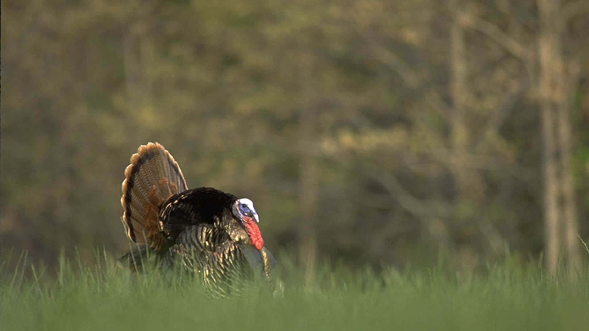 A Turkey Is Standing In The Grass