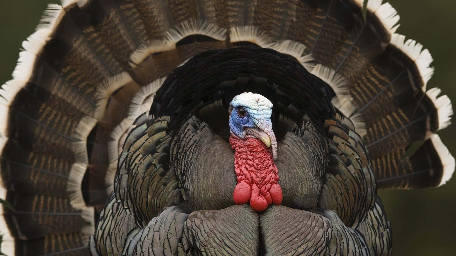 A Turkey Is Standing In A Field