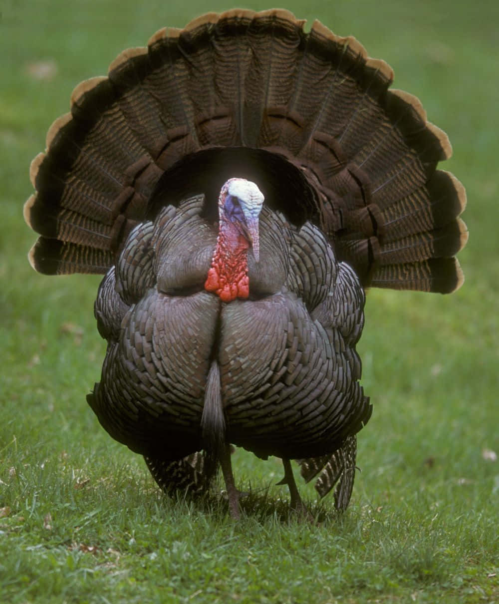 Celebralo Salvaje Y Saludable Con Wild Turkey.