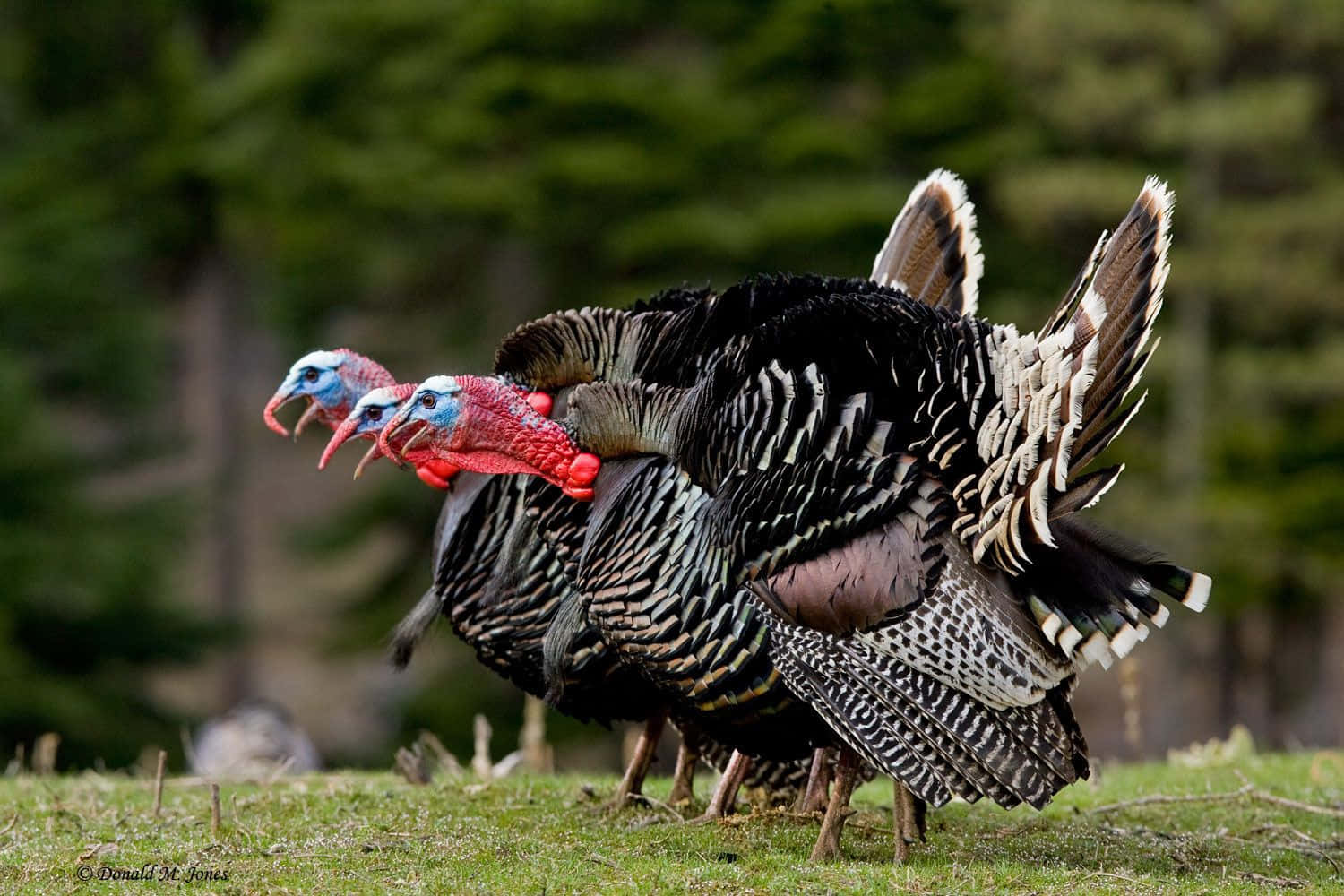 A Group Of Turkeys Standing In A Field
