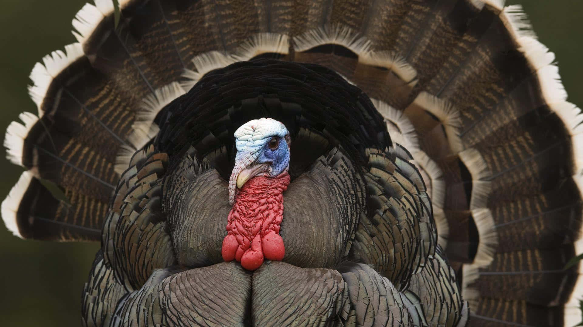 Experimentala Libertad Y La Naturaleza Salvaje Con Wild Turkey