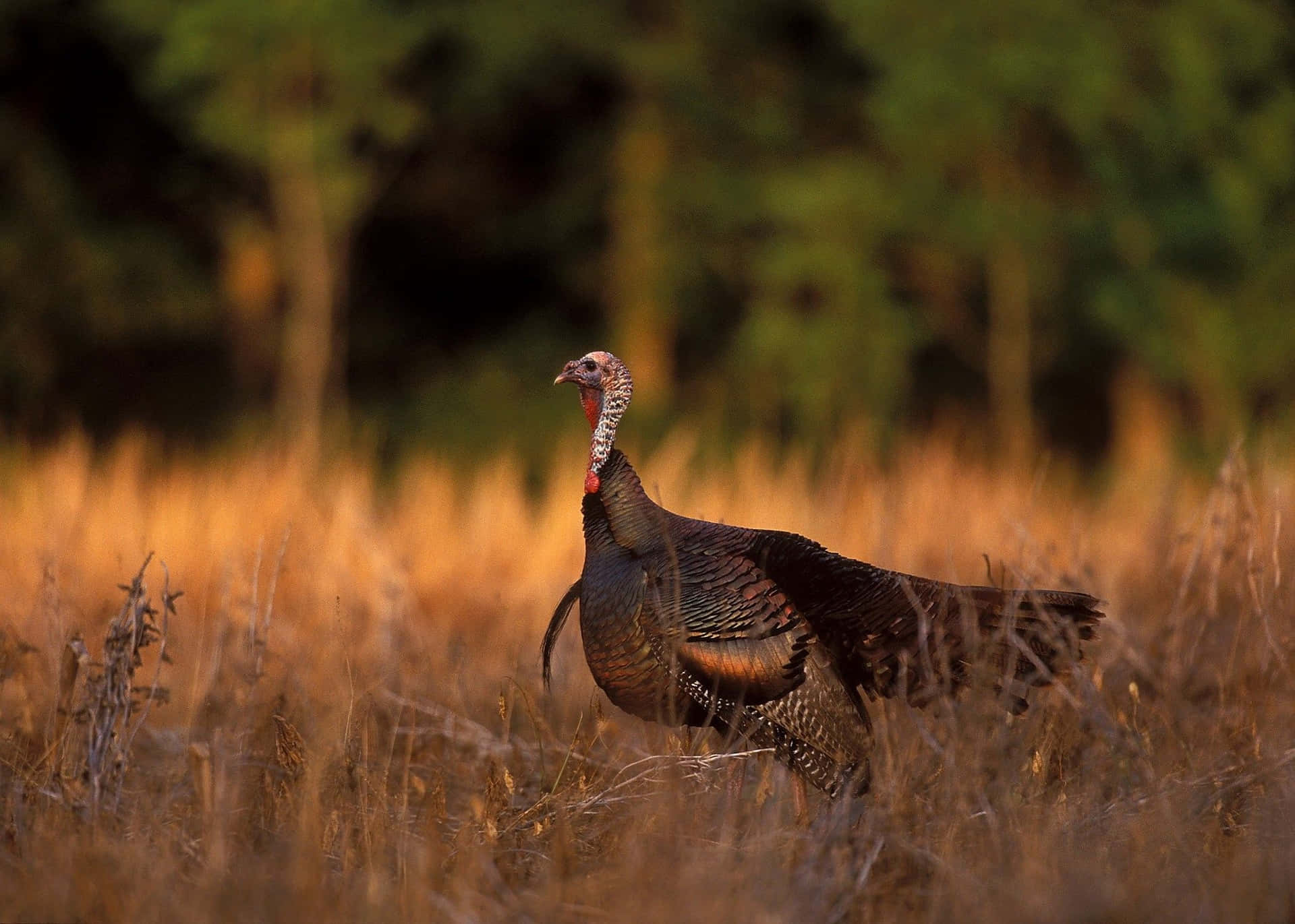 "A colorful, wild turkey in its natural habitat."
