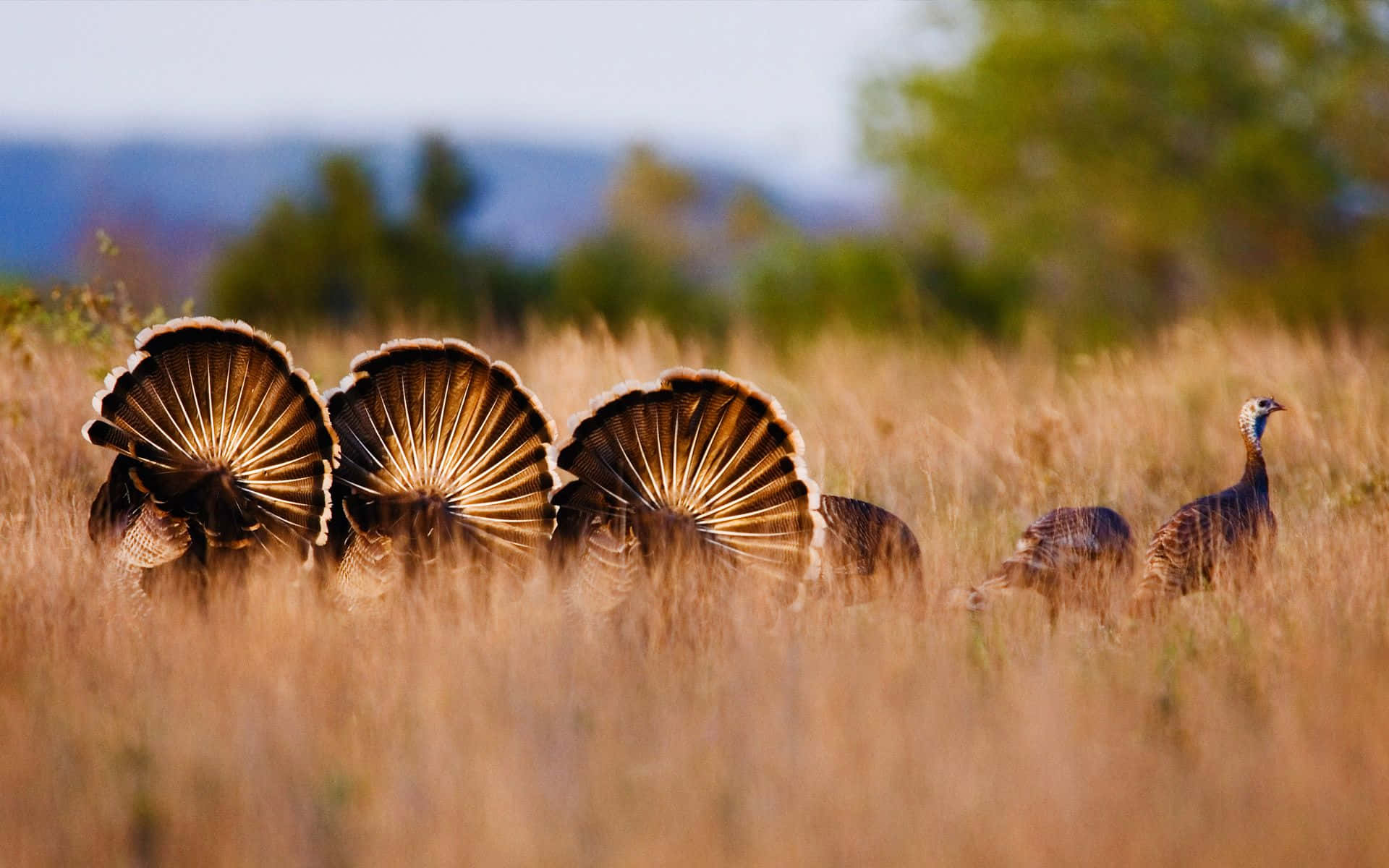 Turkeys In A Field With Tall Grass