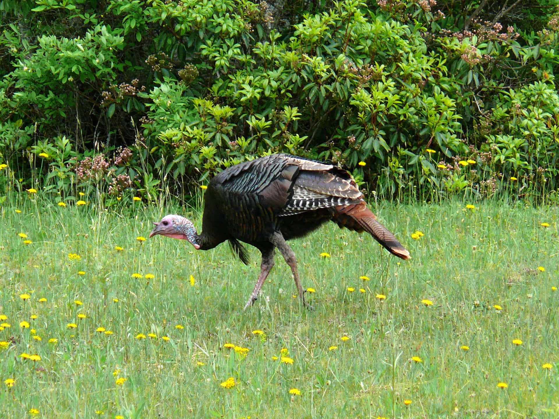 A Turkey Walking In The Grass