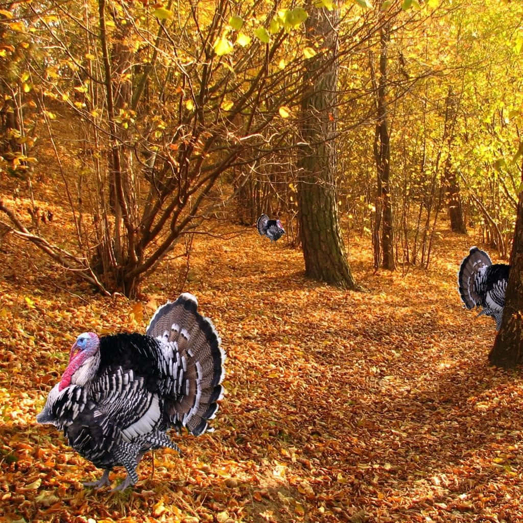 Turkeys Walking Through The Woods In Autumn