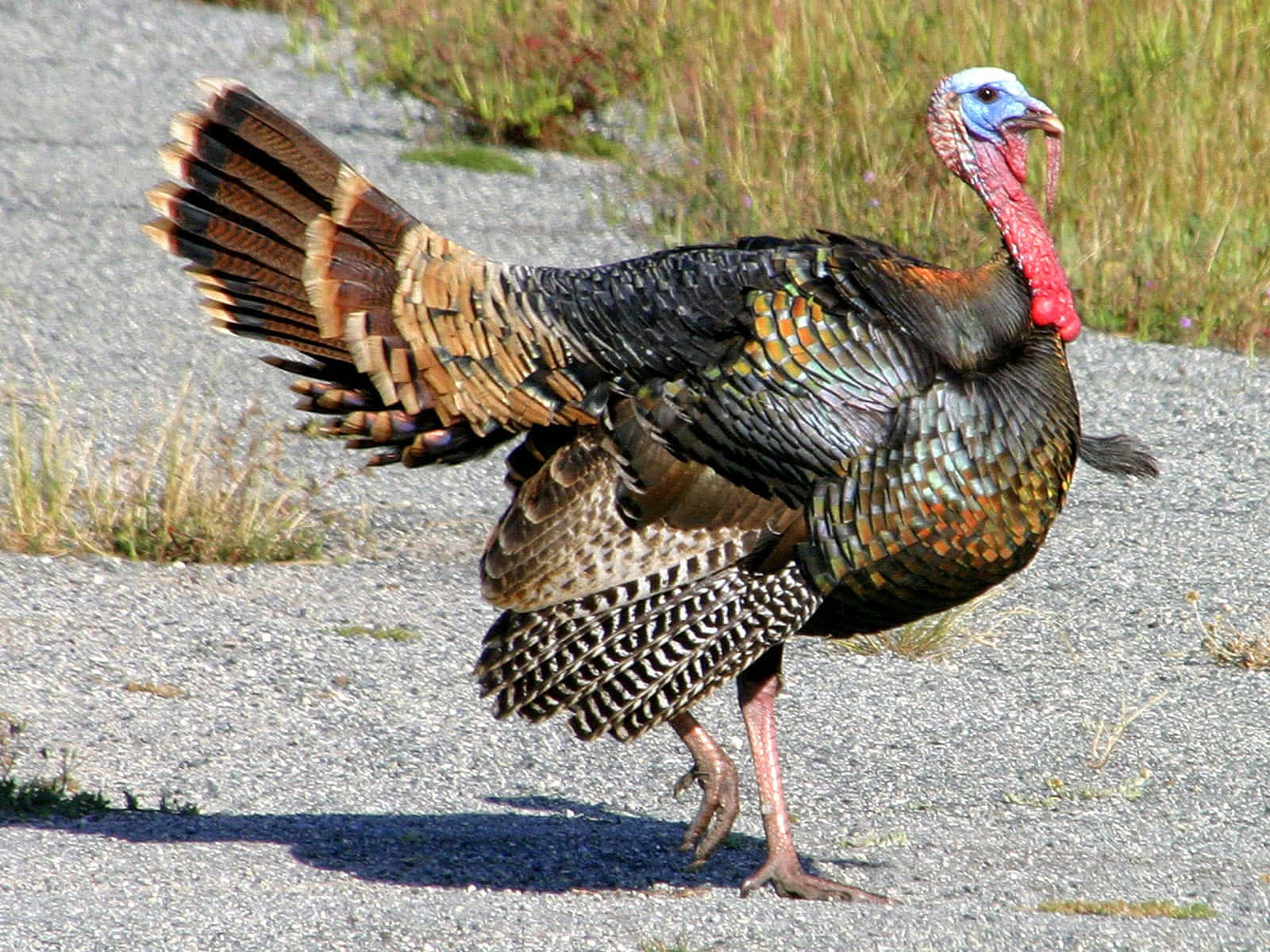 A Turkey Walking On The Road
