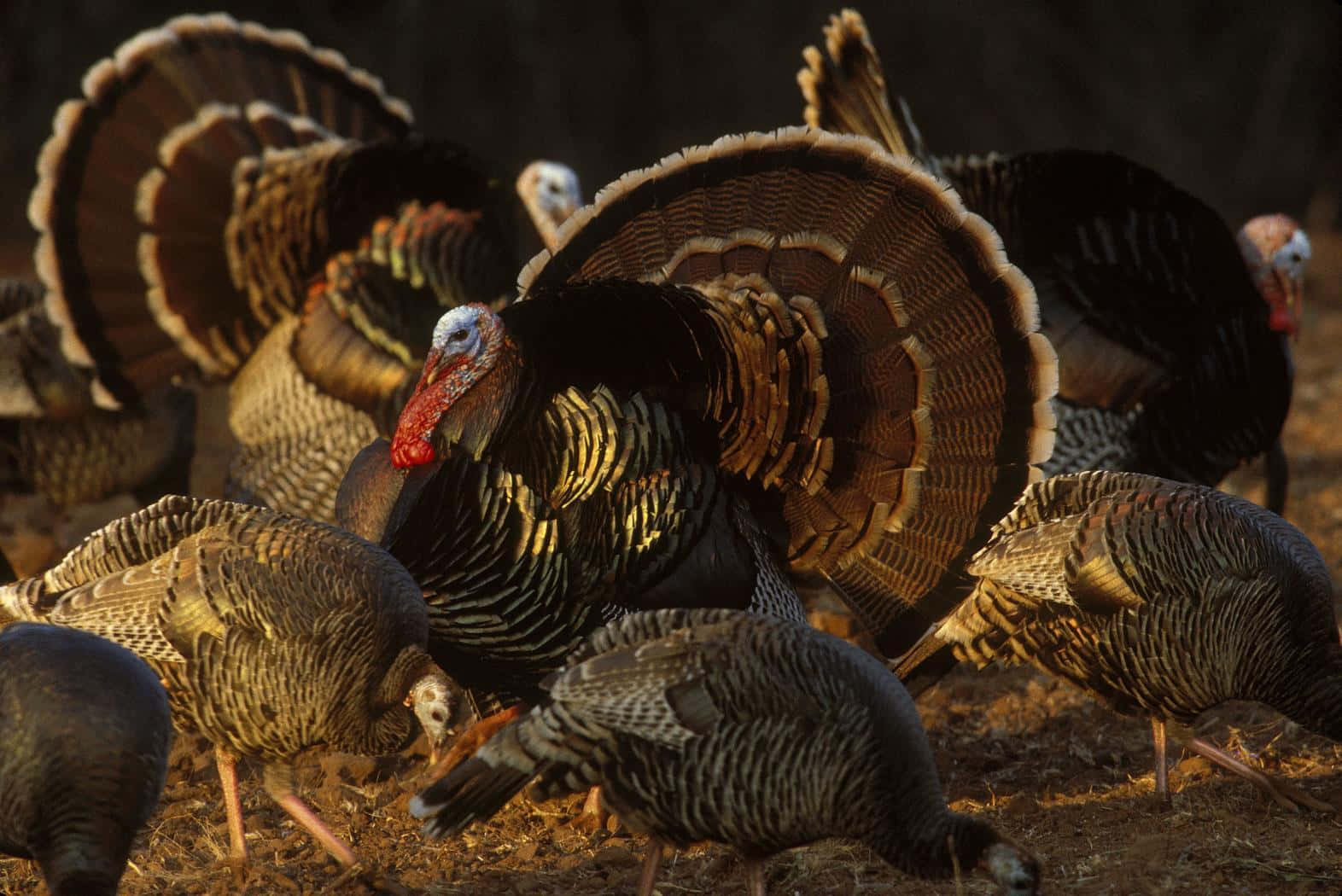 A Group Of Turkeys Are Walking In The Field