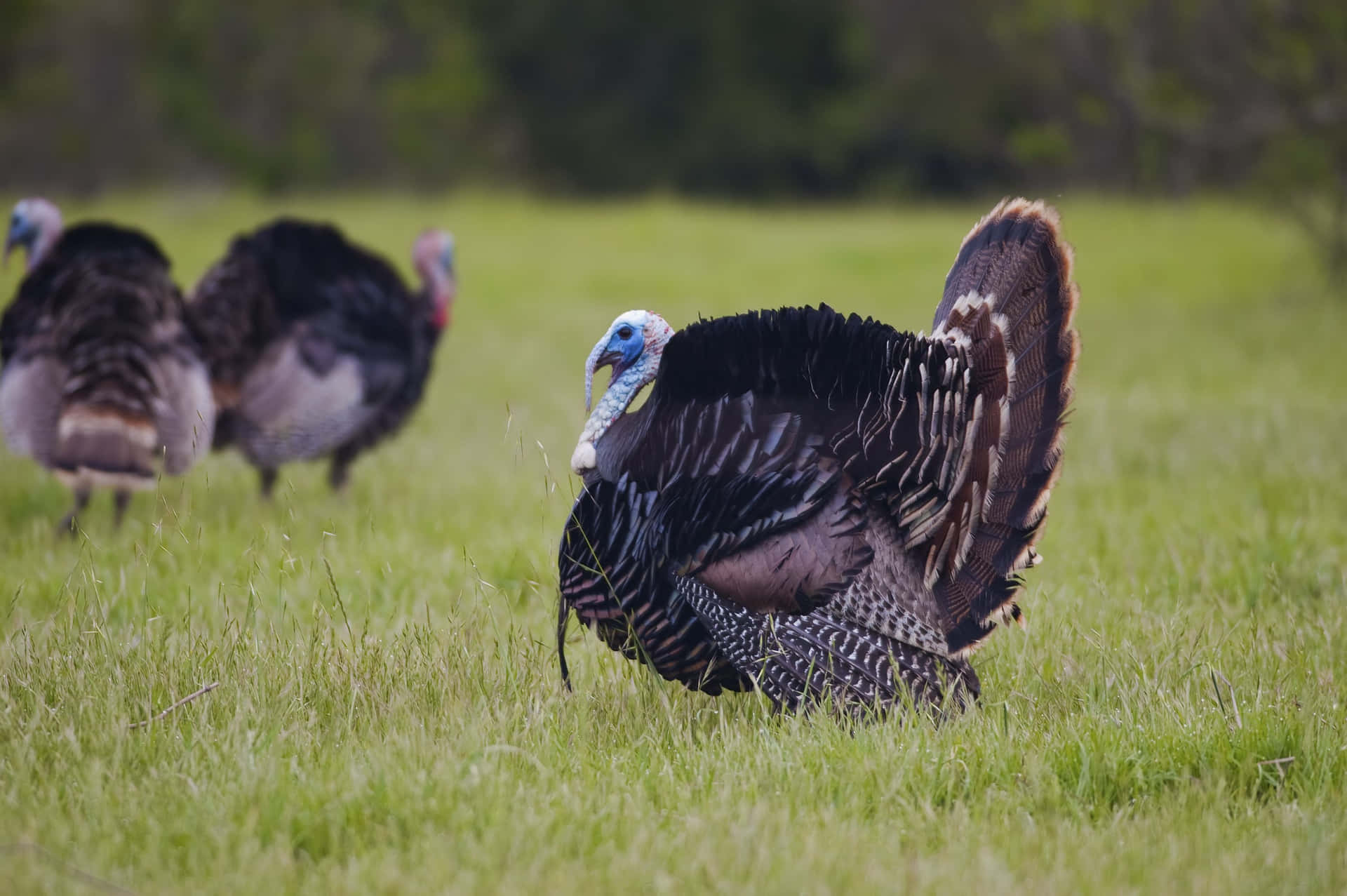 Turkeys In A Field With Grass And Trees