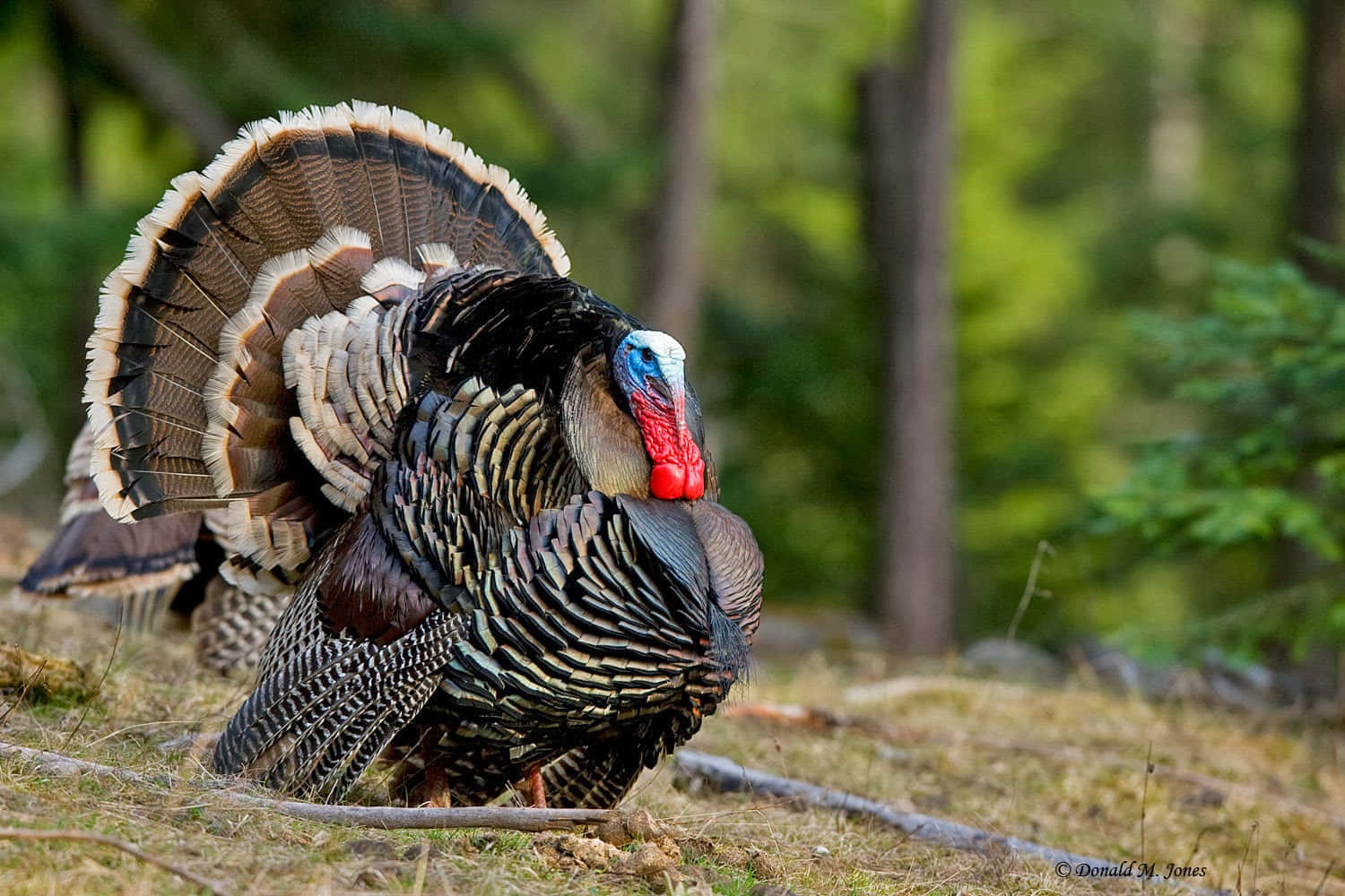 Einblick Auf Die Atemberaubenden Landschaften Der Wild Turkey, Heimat Des Ikonischen Amerikanischen Whiskeys.