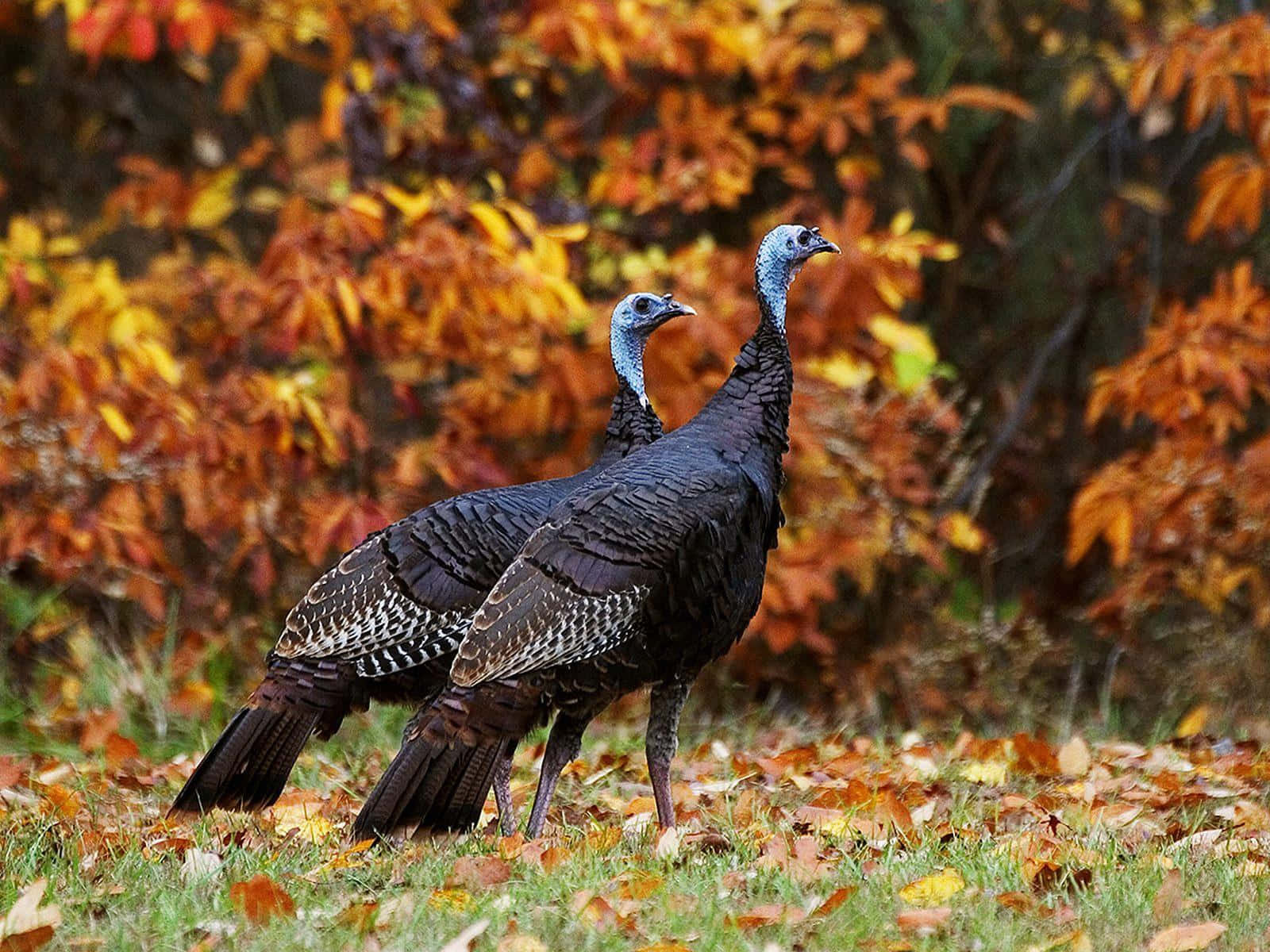 Two Turkeys Standing In The Grass With Leaves