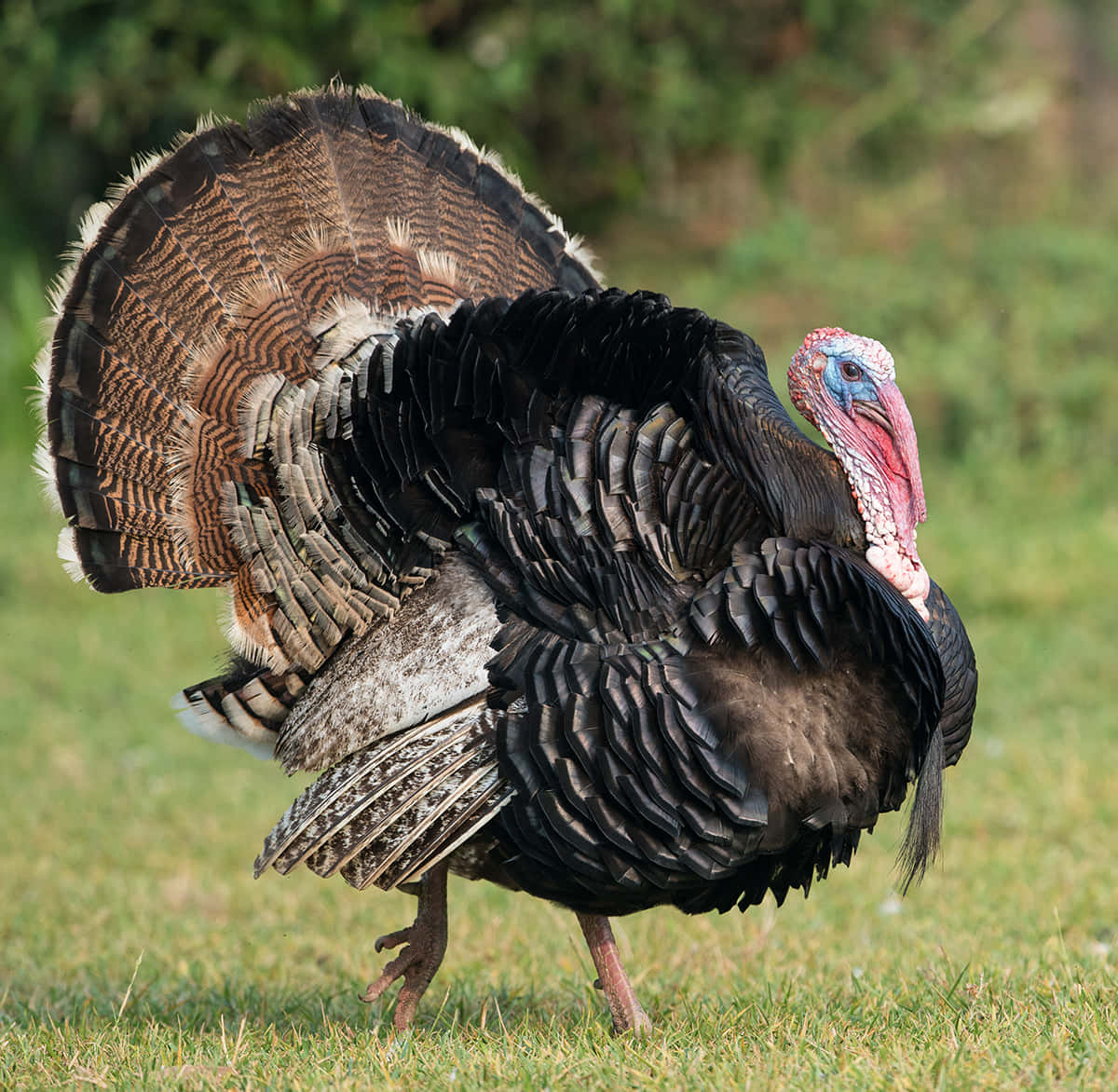 "Wild Turkey - Witness Nature Up Close"