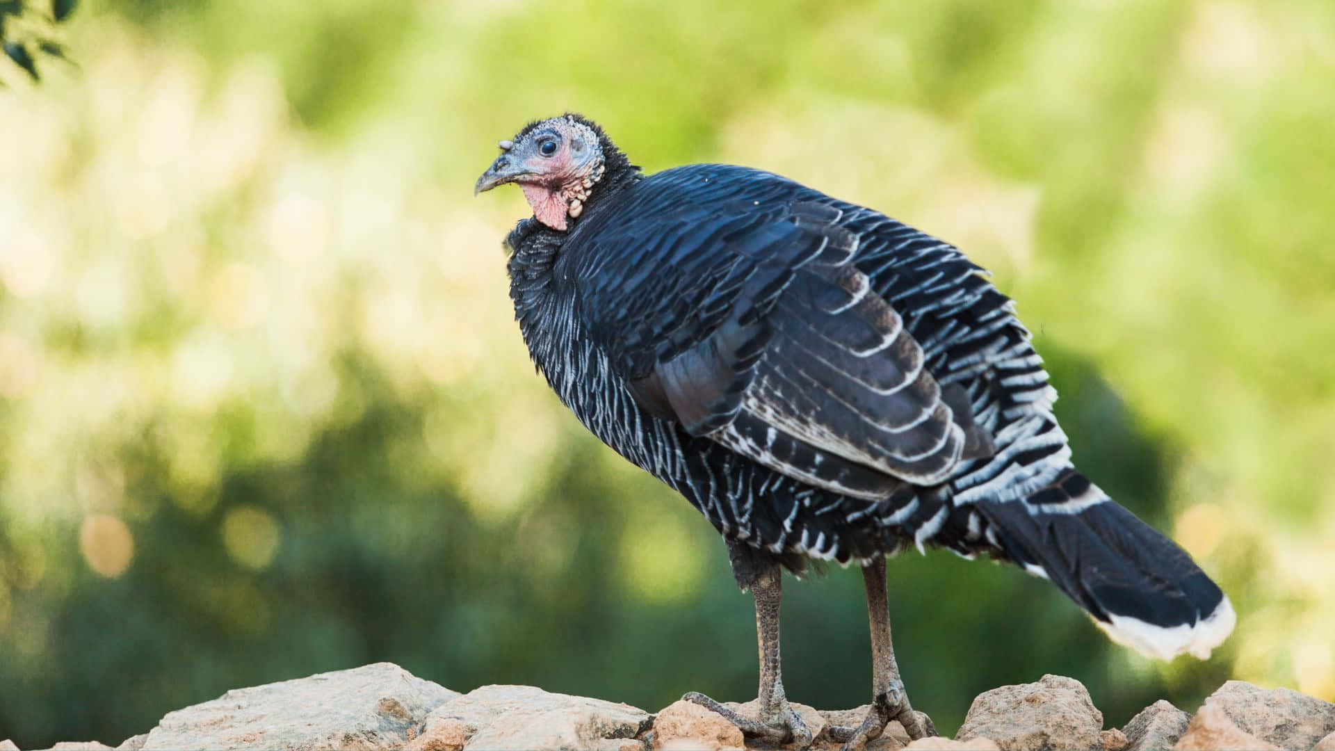 Wild Turkey Standingon Rocks.jpg Wallpaper