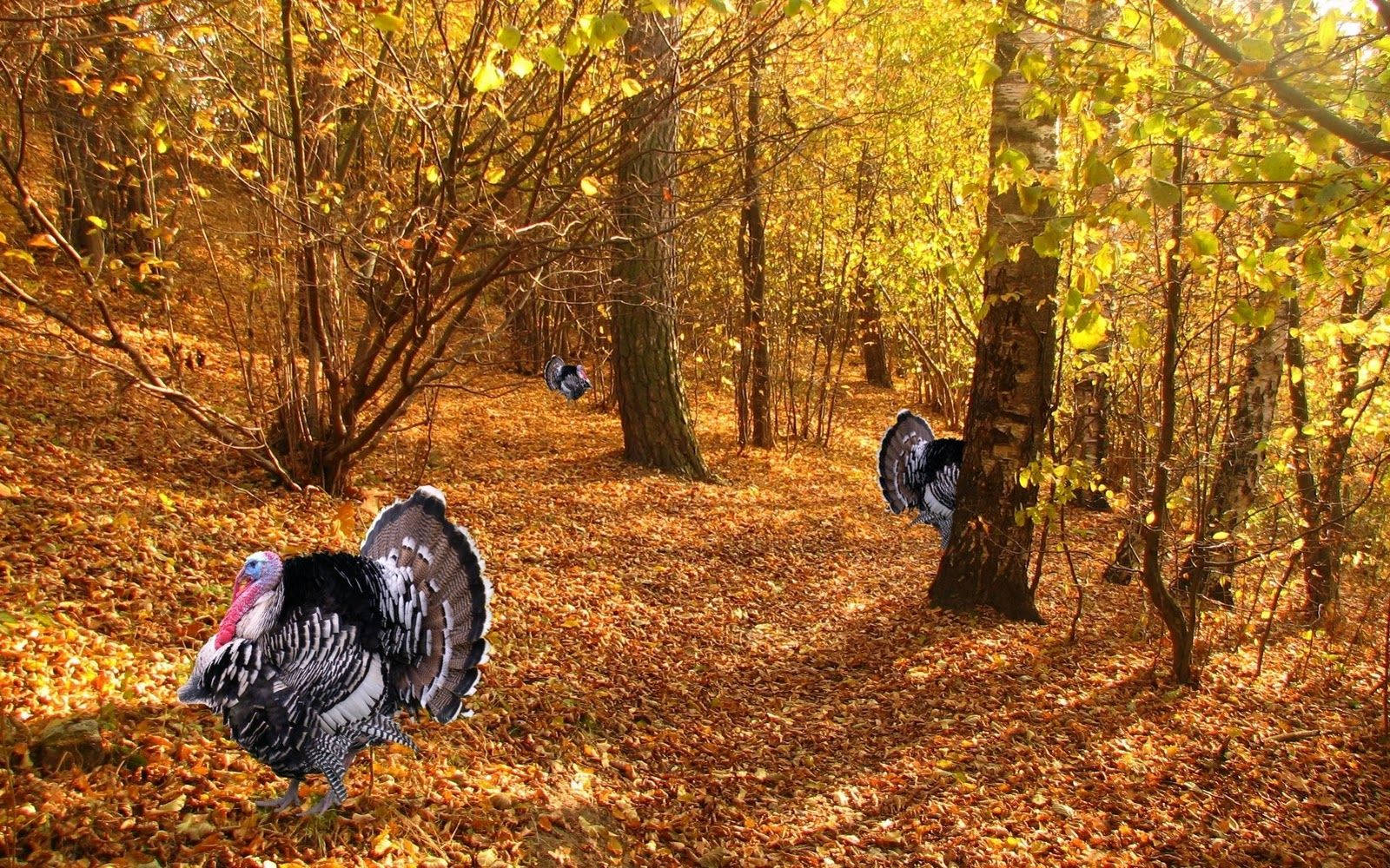Gobble, gobble! These wild turkeys are ready for thanksgiving! Wallpaper
