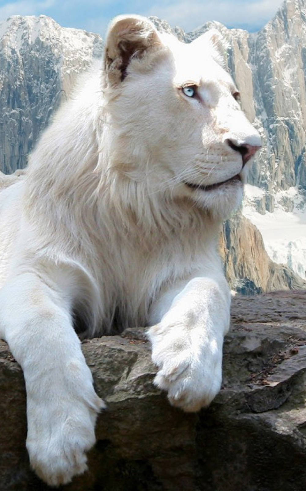 Wild White Lion Iphone Wallpaper
