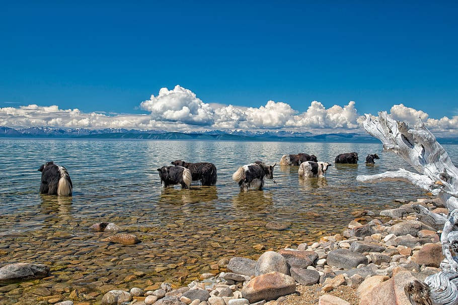 Yakssalvajes En El Lago De Mongolia. Fondo de pantalla