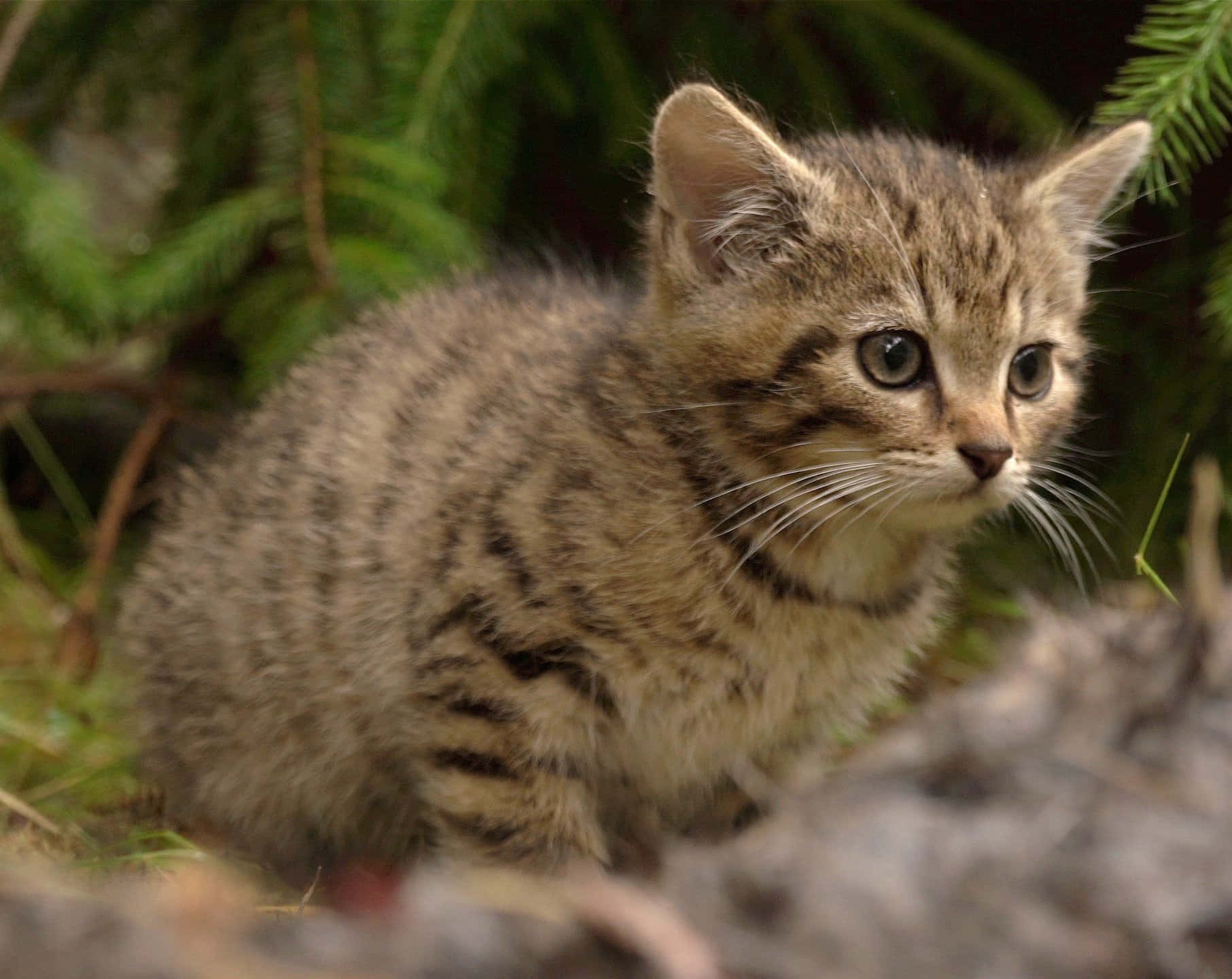 Wilde Kat Kittens In De Natuur Achtergrond