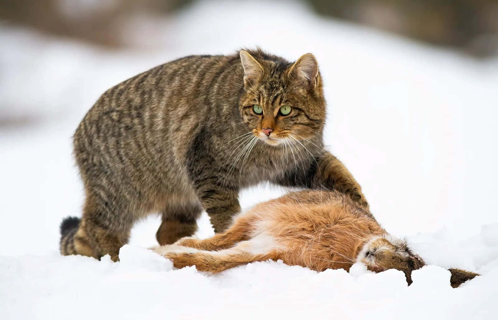 Wildcat With Prey In Snow.jpg Wallpaper