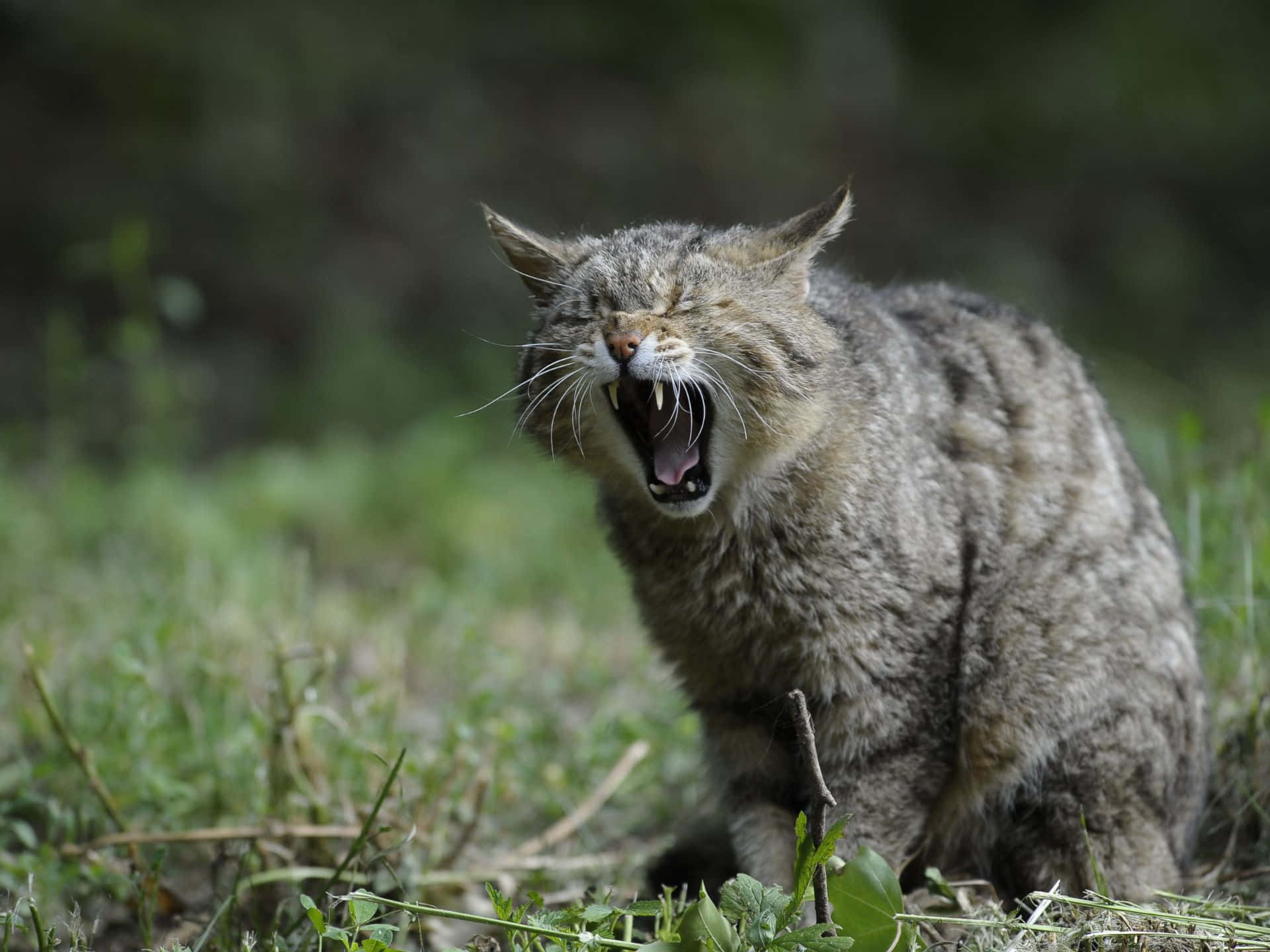 Wildcat Yawningin Nature.jpg Wallpaper