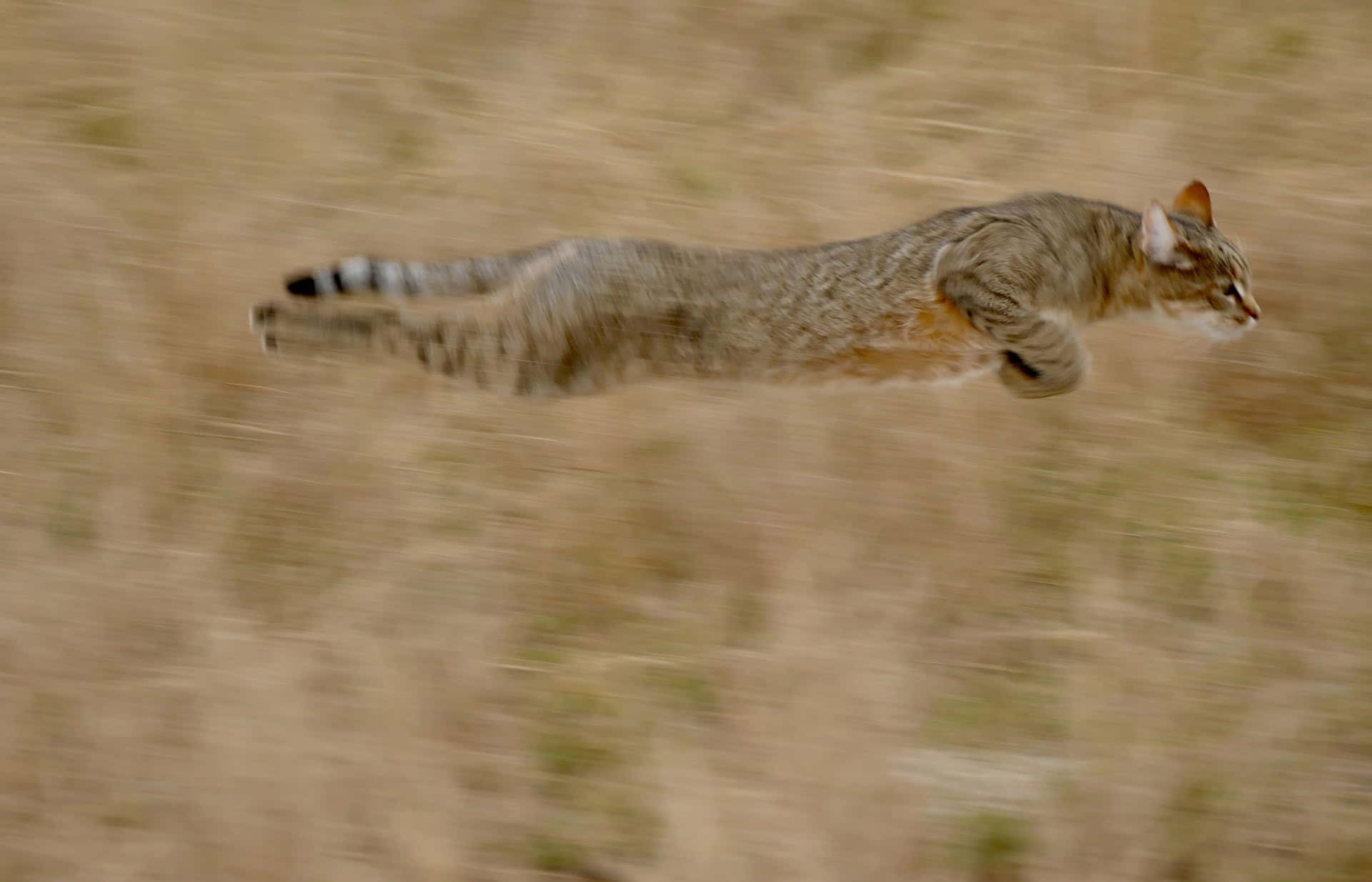 Wildcatin Full Sprint.jpg Wallpaper