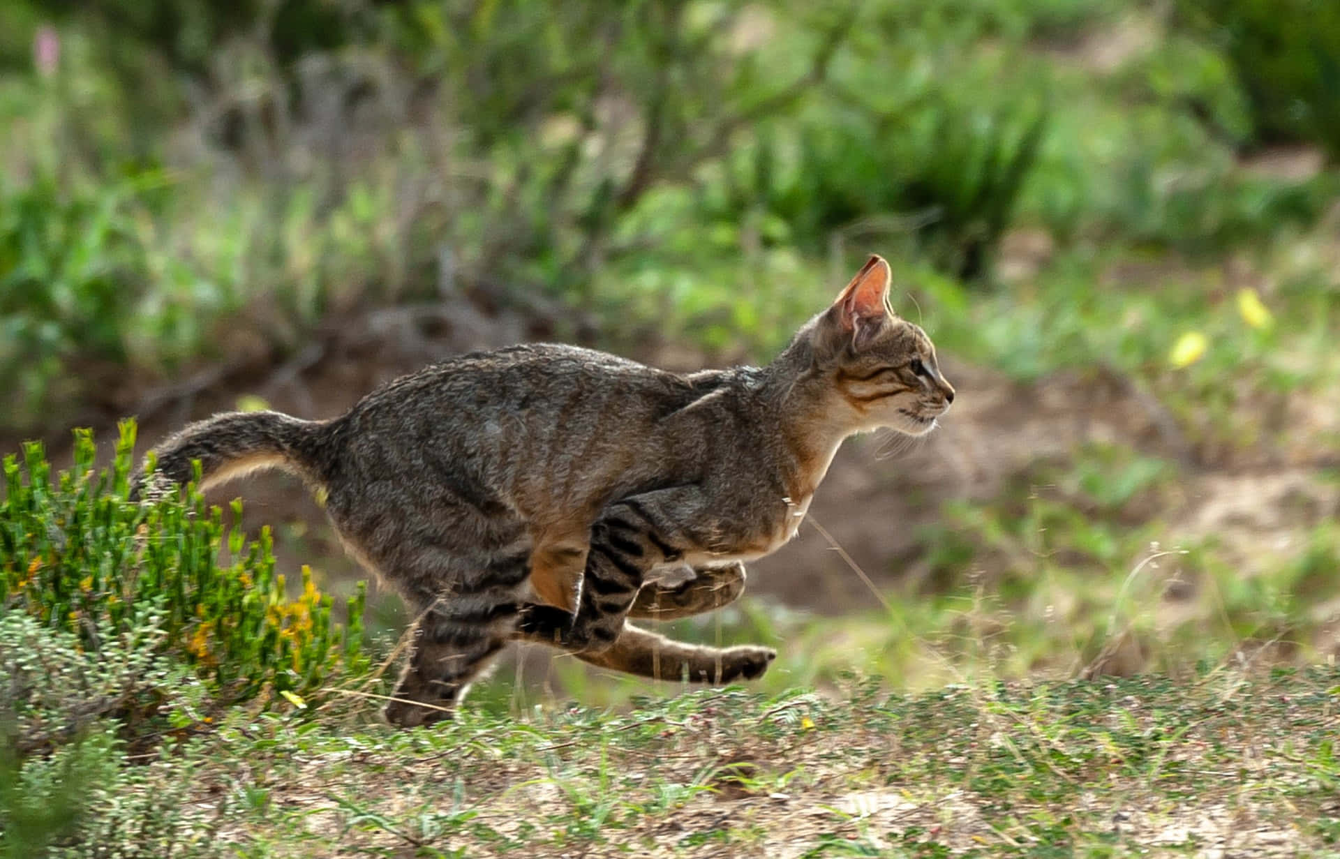 Wildcatin Natural Habitat Wallpaper