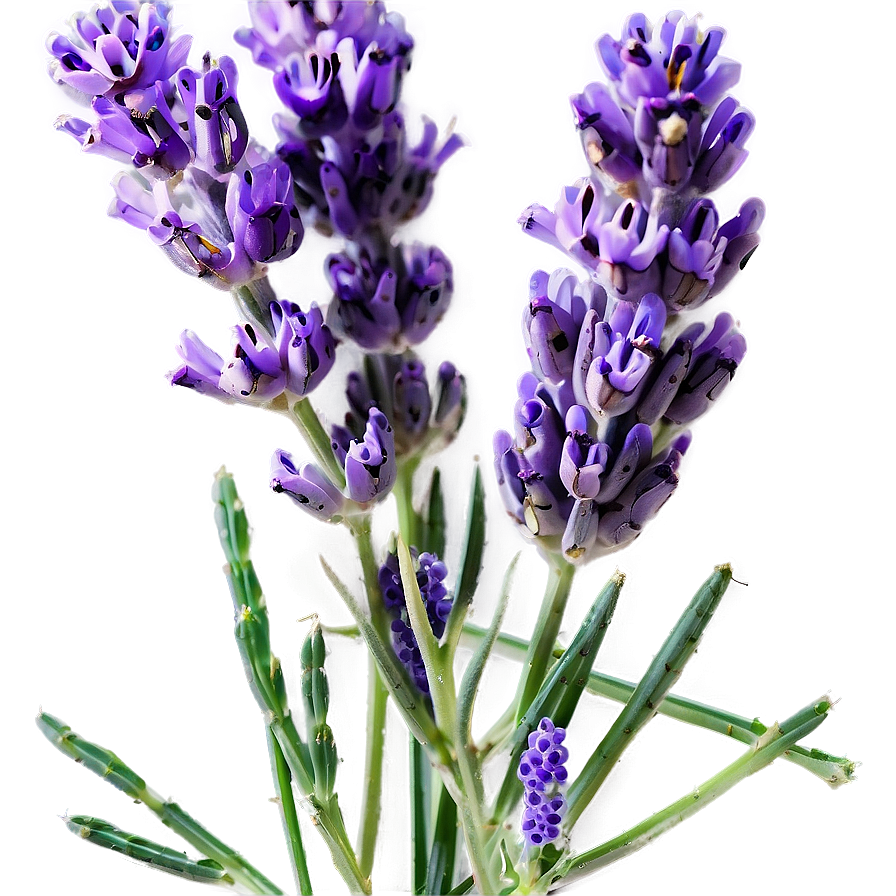 Wildcrafted Lavender Png 23 PNG