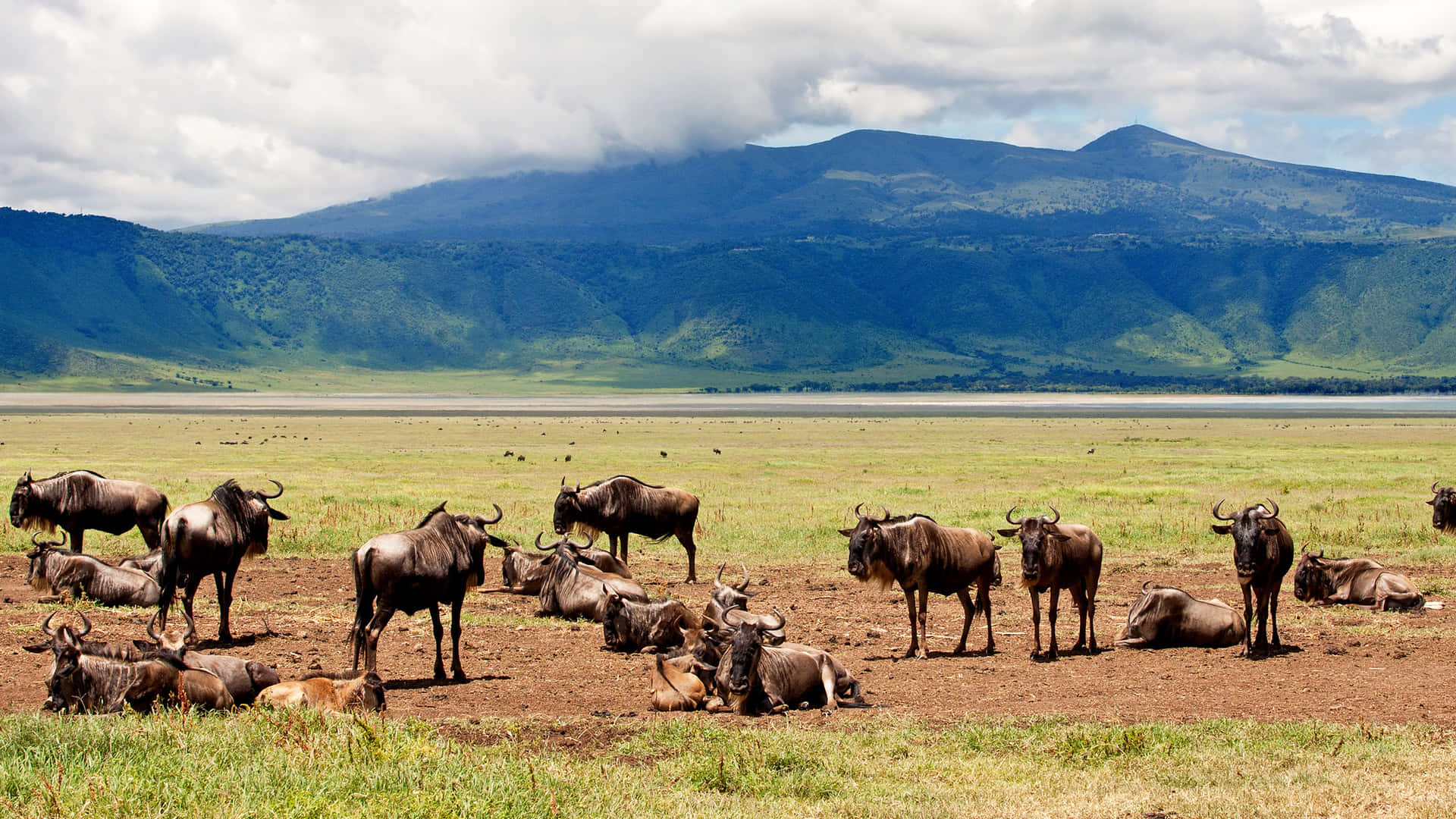 Vildebeest ved Lake Magadi Ngorongoro Krater Wallpaper