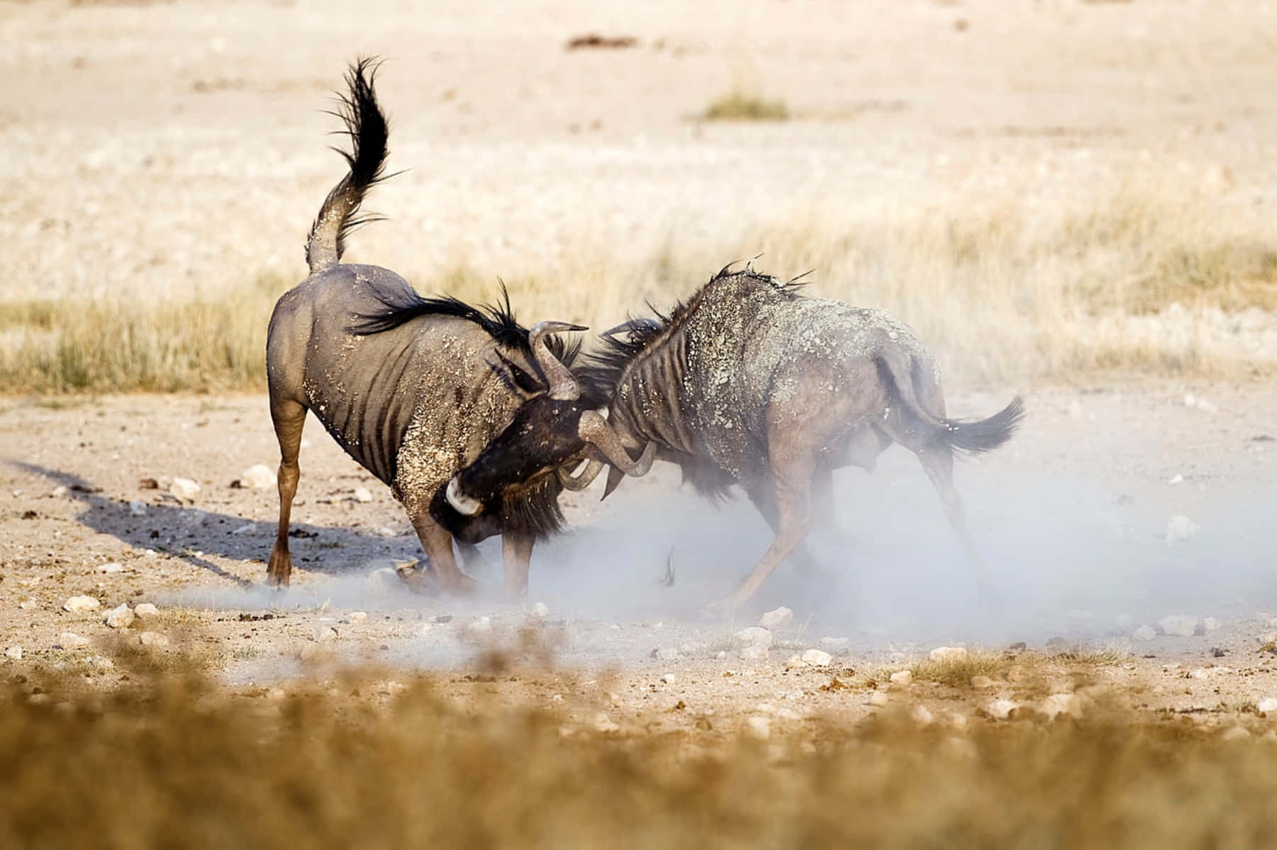 Wildebeest_ Confrontation_in_ Dust Wallpaper