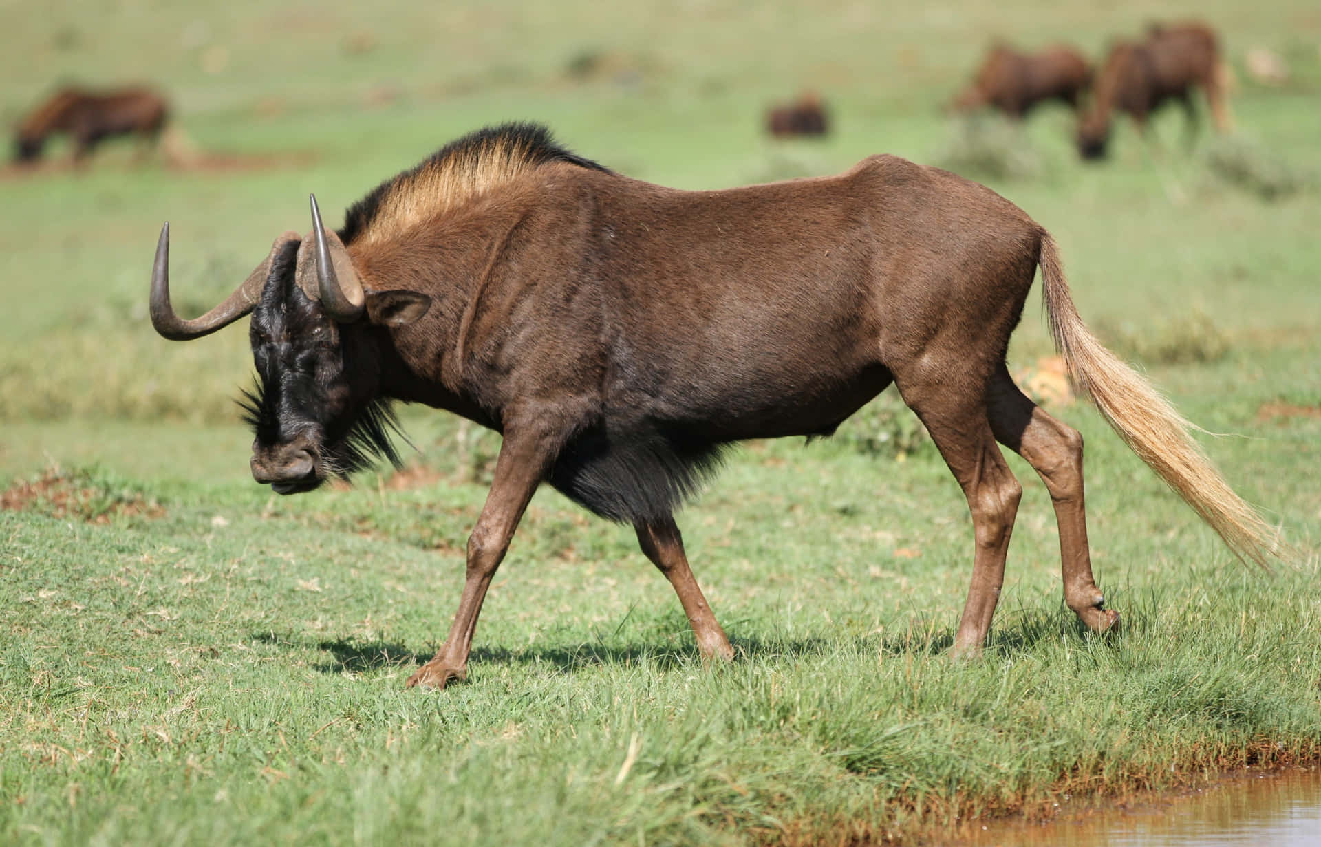 Wildebeest_ Grazing_on_ Savannah.jpg Wallpaper