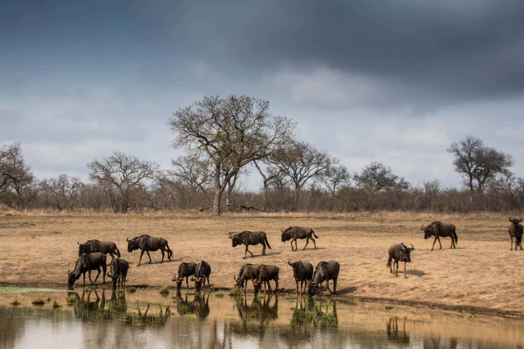 Wildebeest Herd Beside Water Under Stormy Sky Wallpaper