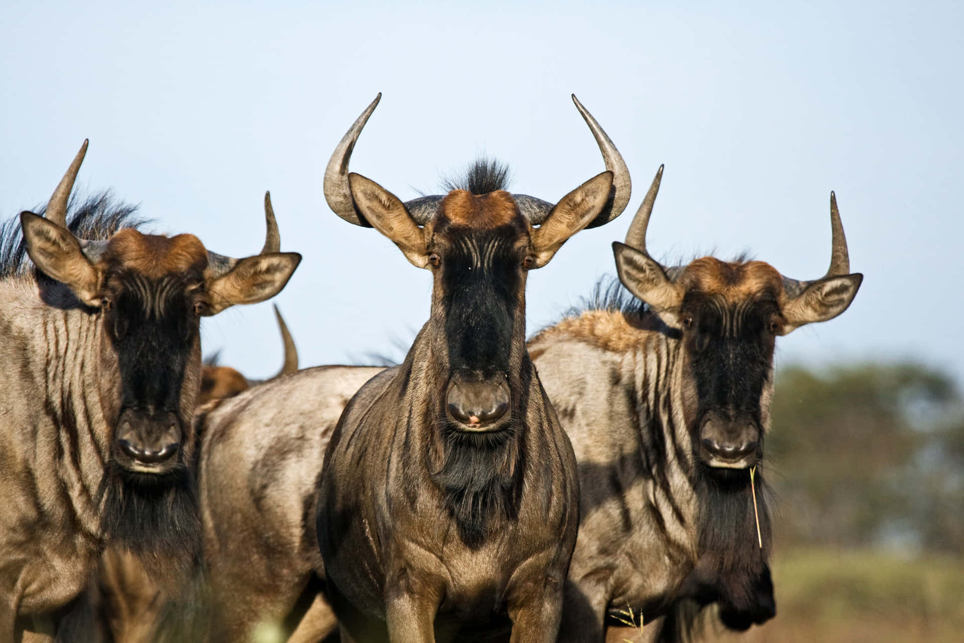 Wildebeest_ Herd_ Closeup.jpg Wallpaper