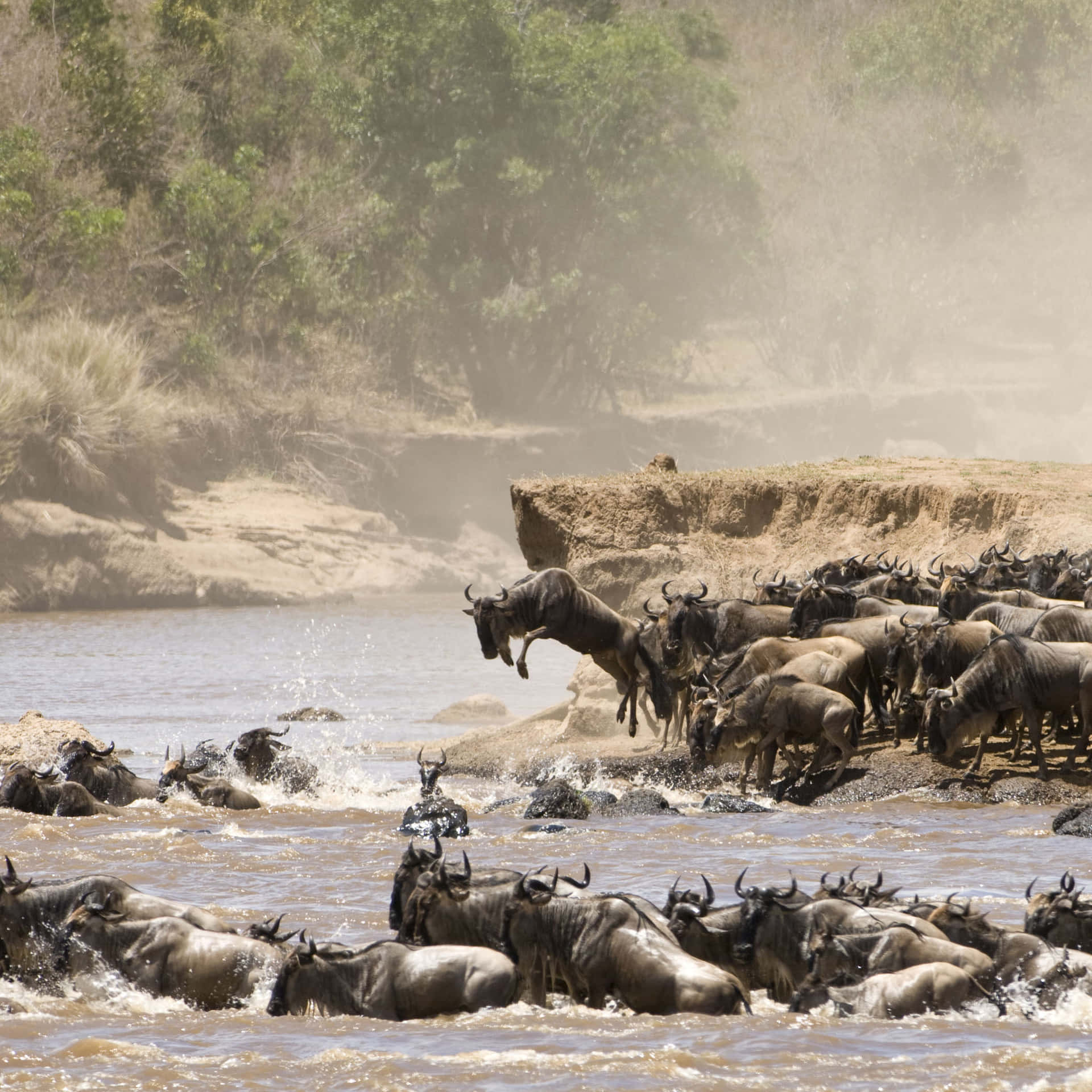Wildebeest In Masai Mara National Reserve Wallpaper