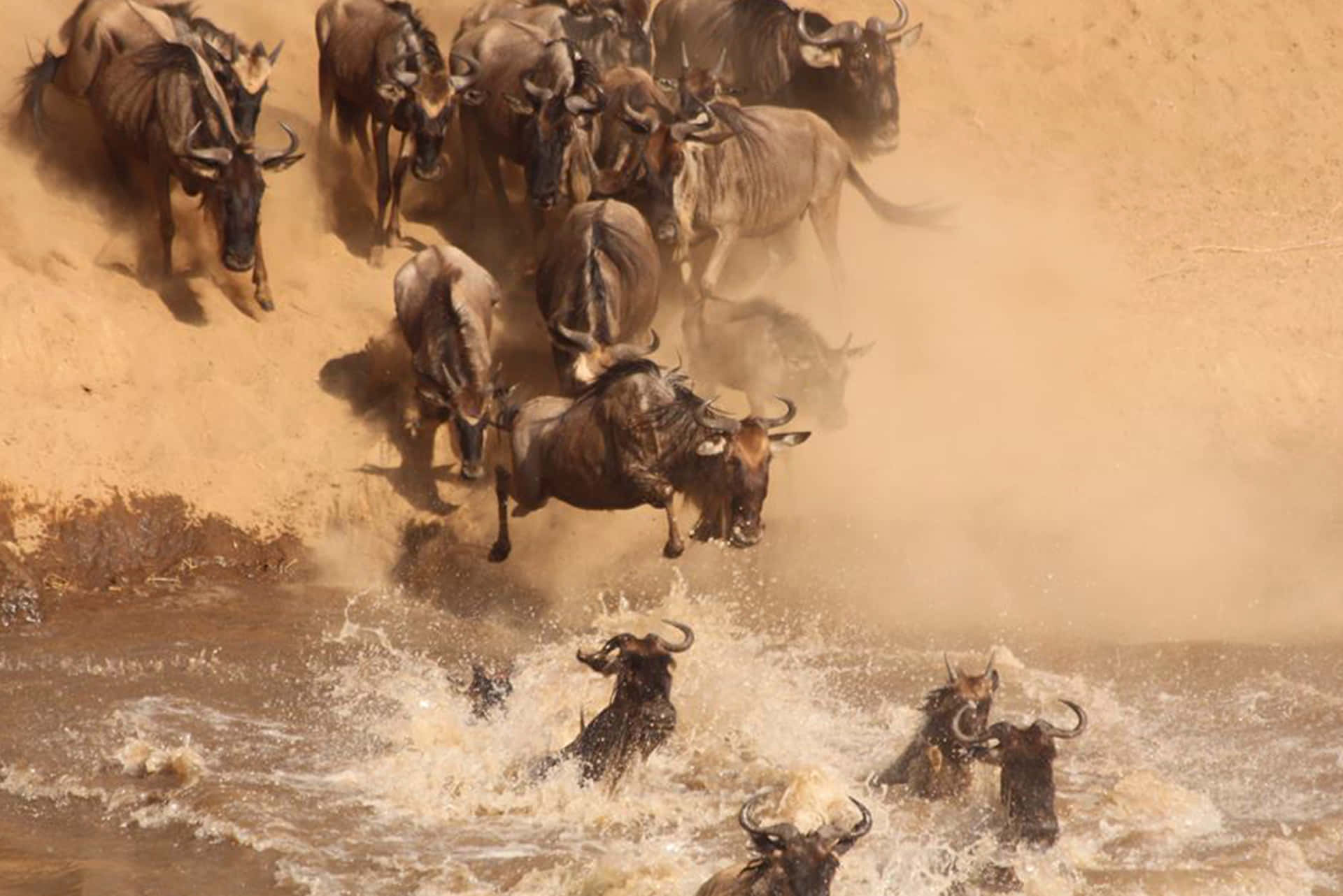 Wildebeest Migration River Crossing Wallpaper