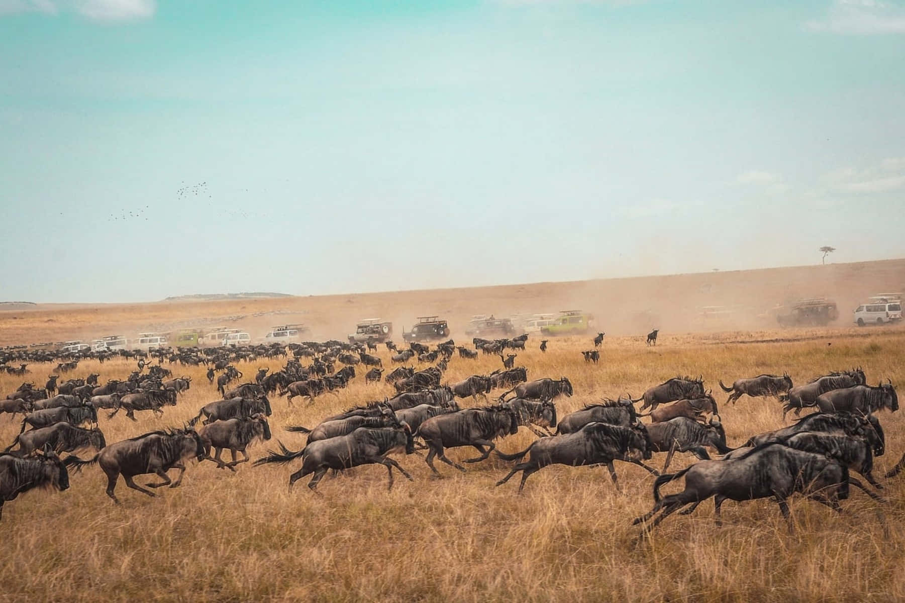 Wildebeest_ Migration_ Safari_ Adventure.jpg Wallpaper