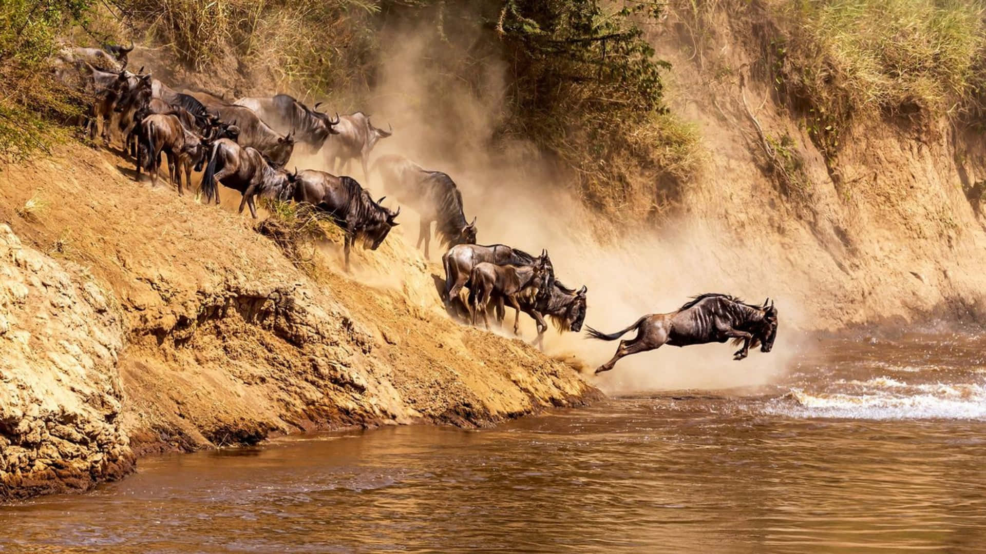 Wildebeest River Crossing Dramatic Leap Wallpaper