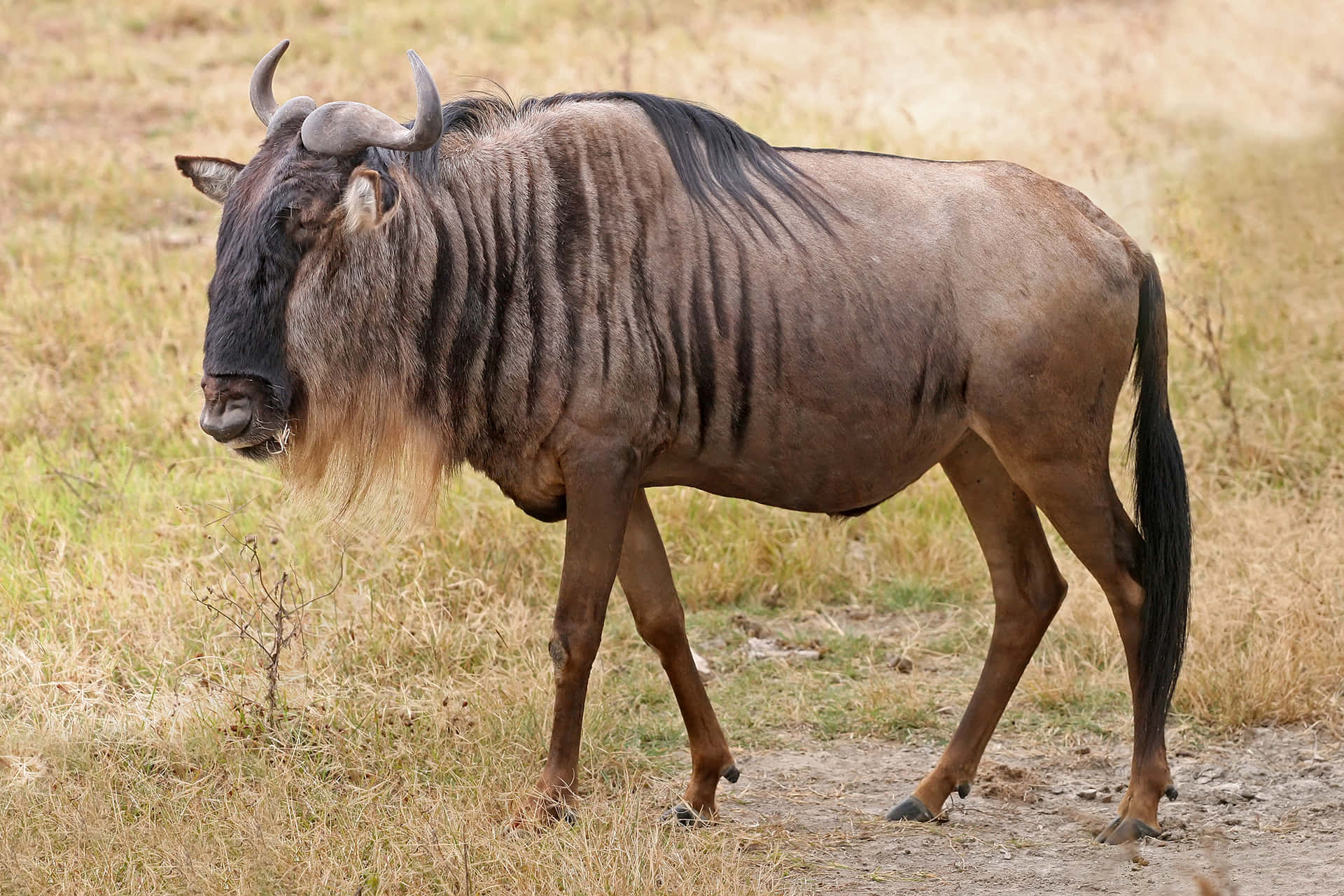 Wildebeest Standingin Grassland.jpg Wallpaper