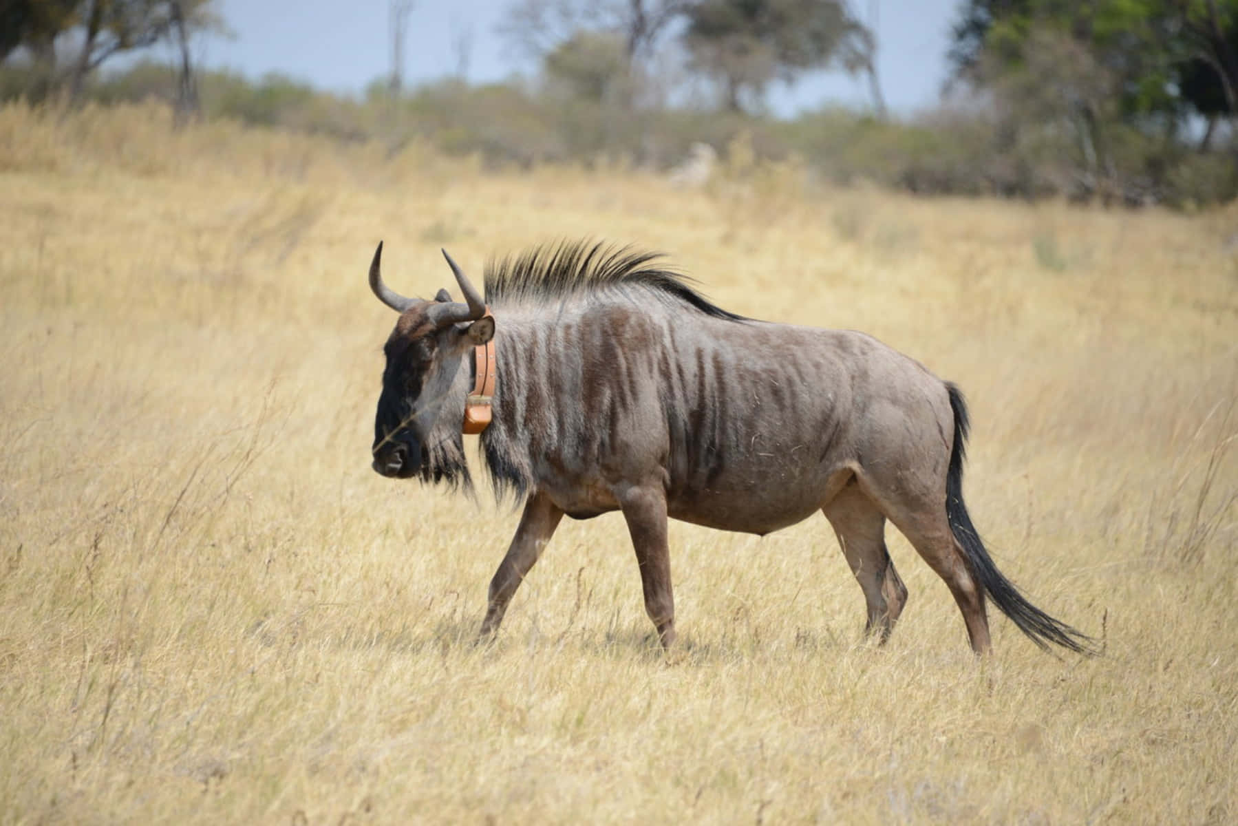 Wildebeestin Savannah Grasslands.jpg Wallpaper