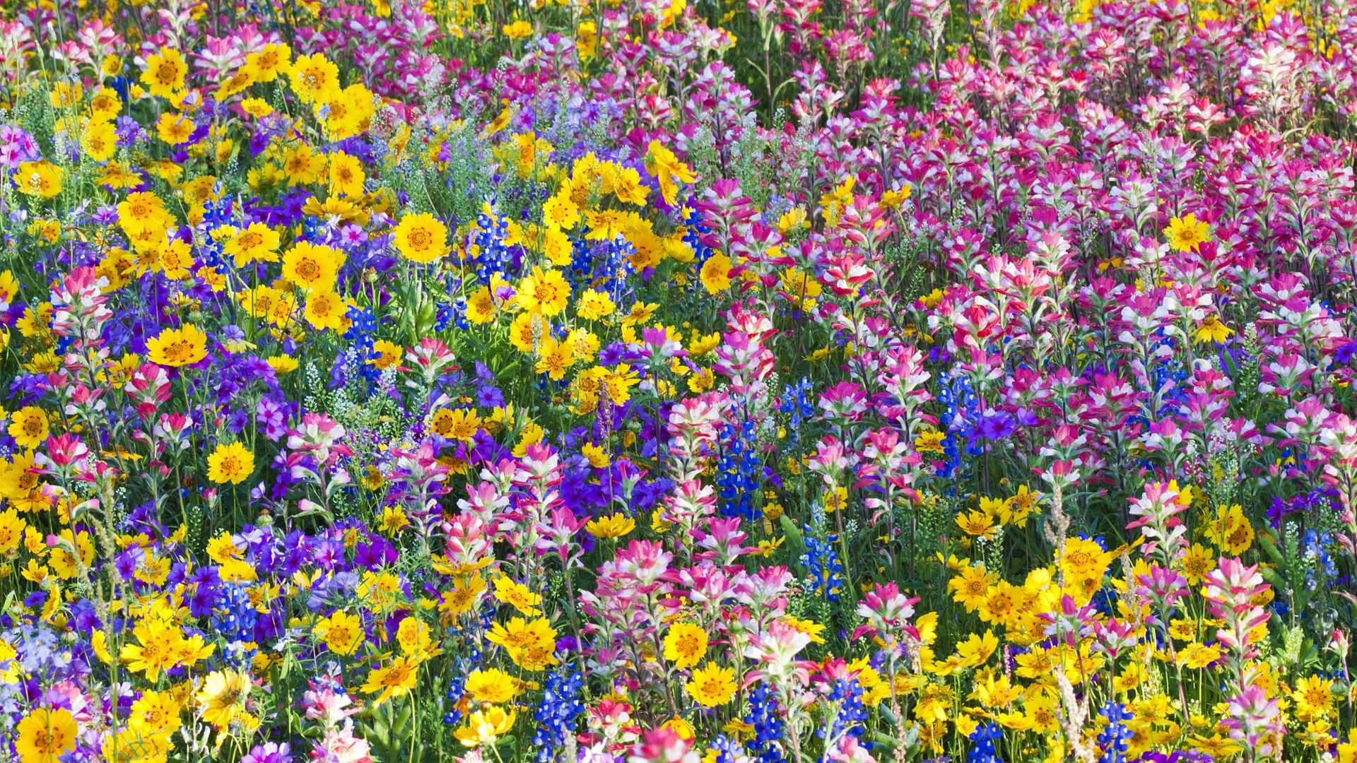 Enchanting Wildflower Field in Full Bloom