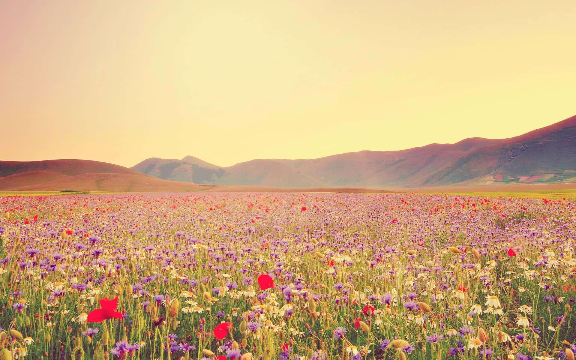 Colorful Wildflowers in a Field of Green