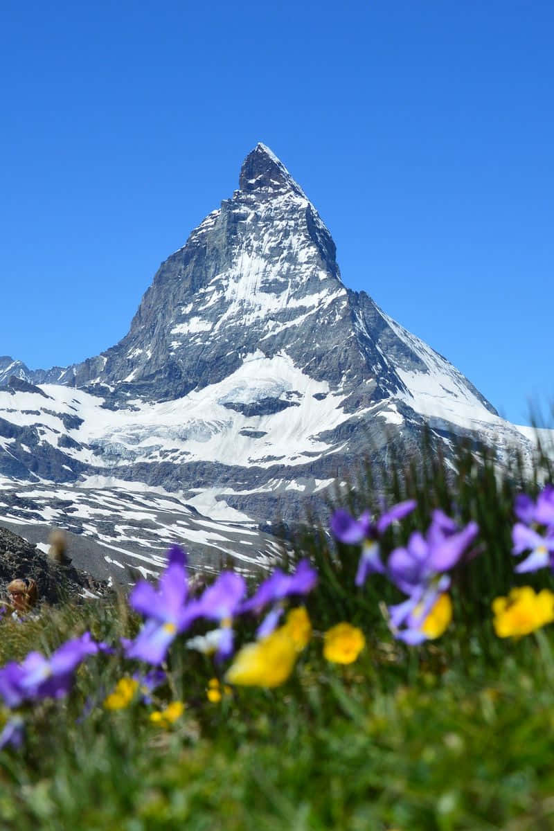 Wildflower At The Matterhorn Mountain Background