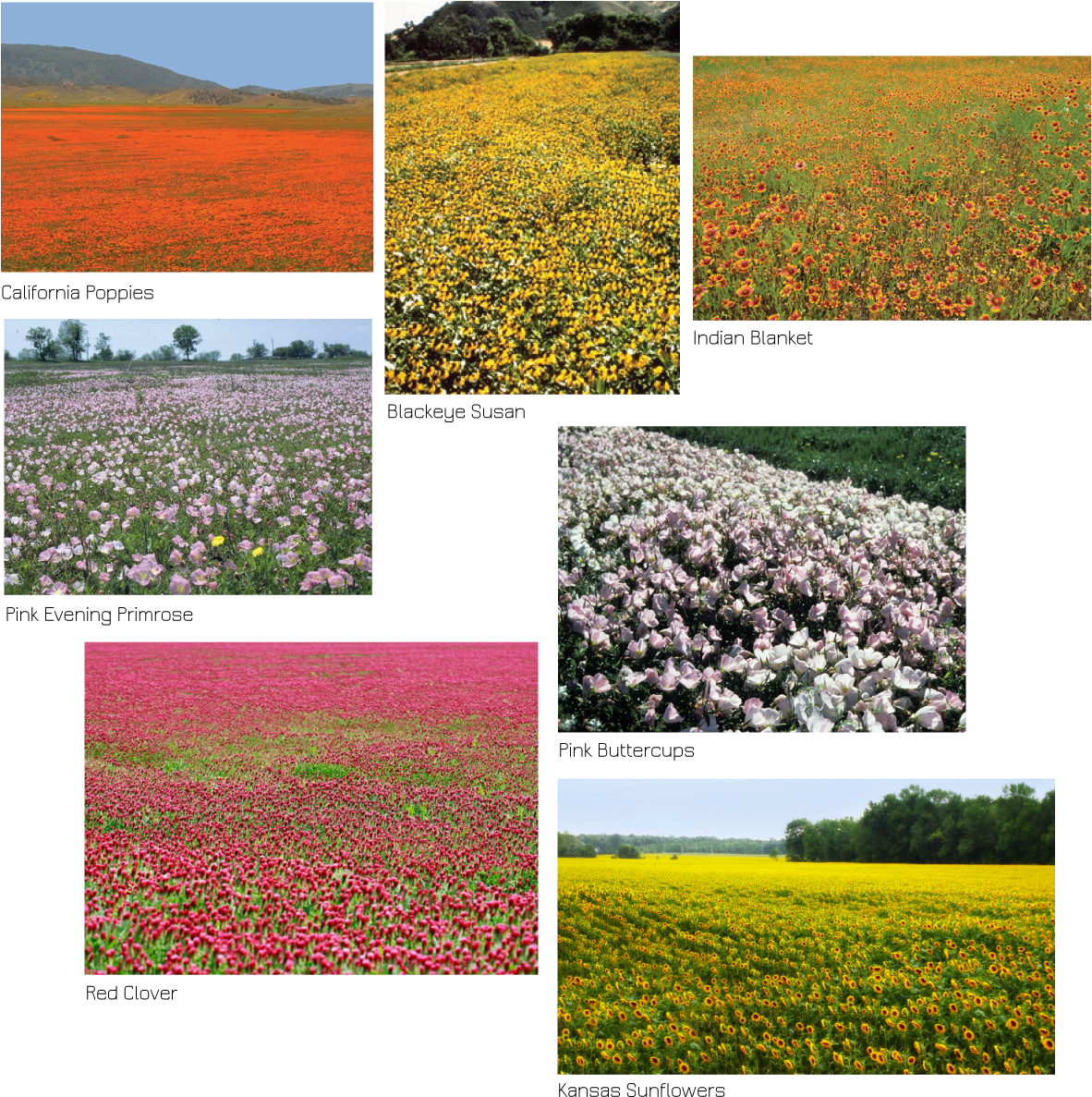 Wildflower Collage Variety Fields PNG