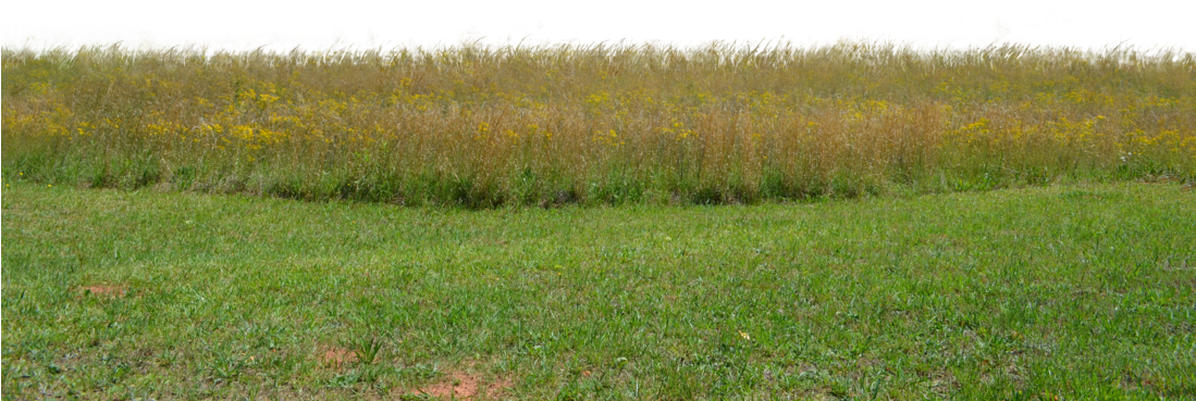 Wildflower_ Meadow_ Edge PNG