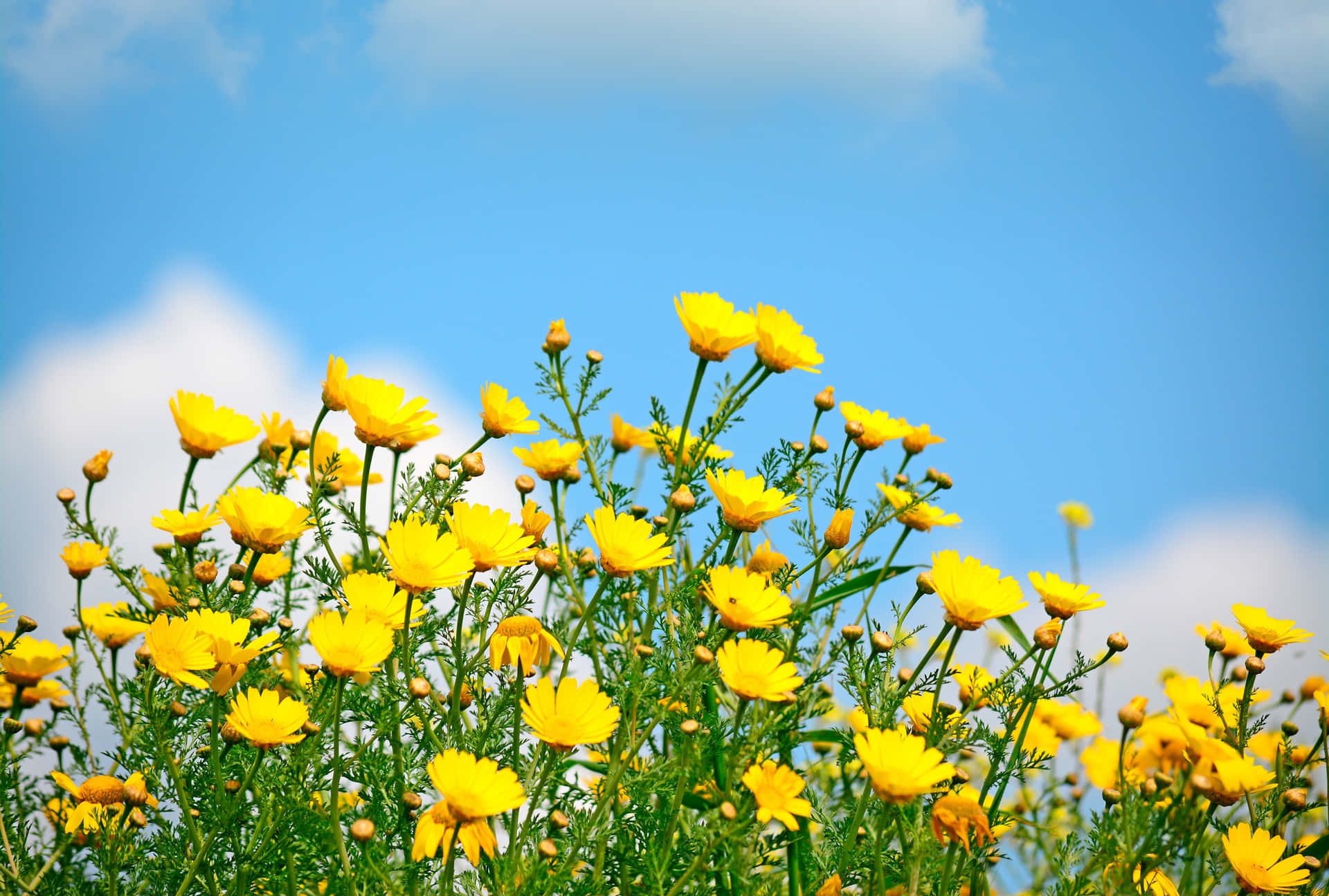 Yellow Wildflowers Blue Sky Wallpaper
