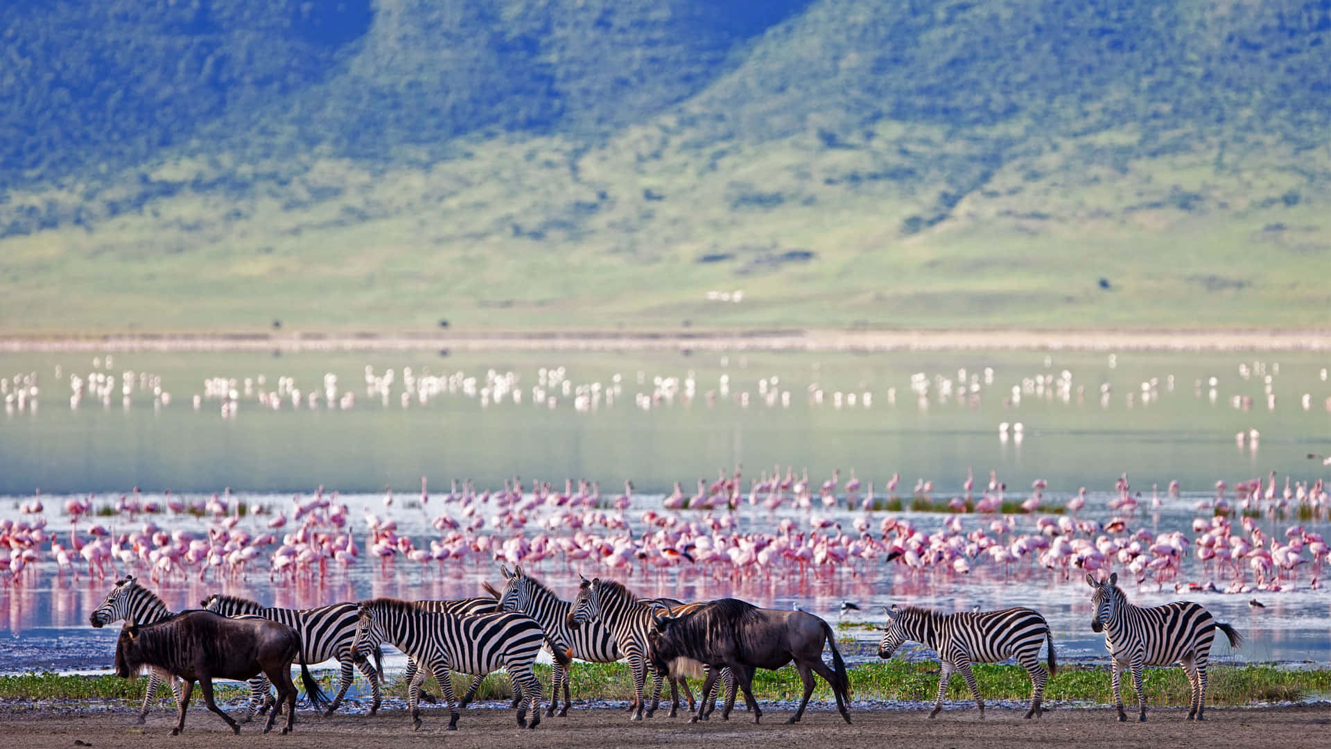 Vildtliv Ved Lake Magadi Ngorongoro Krater Wallpaper