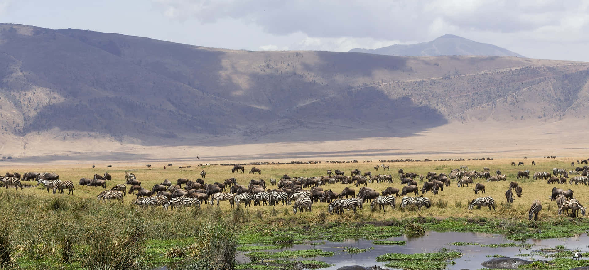 Affascinantefauna Selvatica Al Cratere Del Ngorongoro Nel Nord Della Tanzania Sfondo
