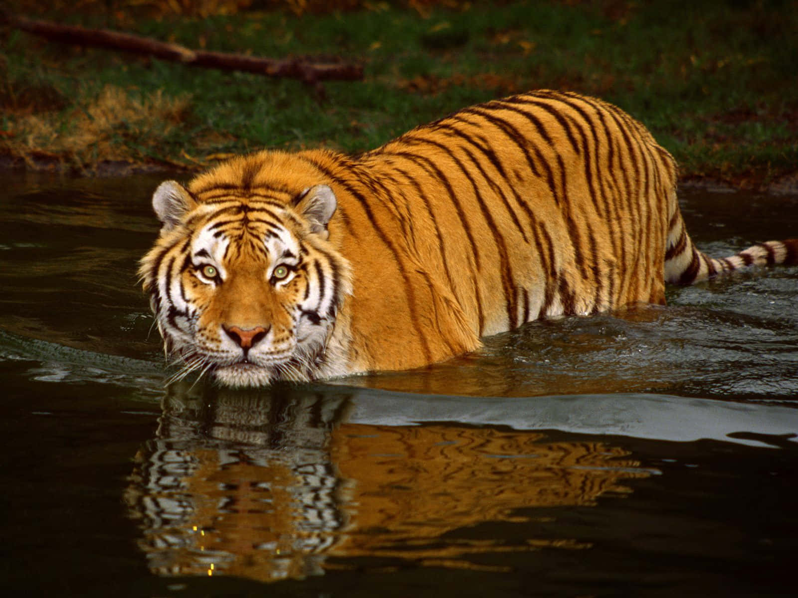 Unpaseo En La Naturaleza: Dos Tigres En Peligro De Extinción Deambulando Por Una Reserva Forestal Fondo de pantalla