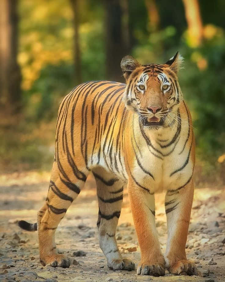 Tigrede Sumatra En Peligro De Extinción En Un Exuberante Bosque Verde. Fondo de pantalla