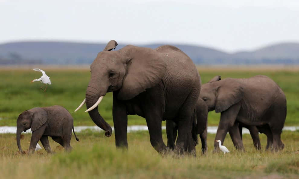 Familiade Elefantes Vagando En La Naturaleza Fondo de pantalla