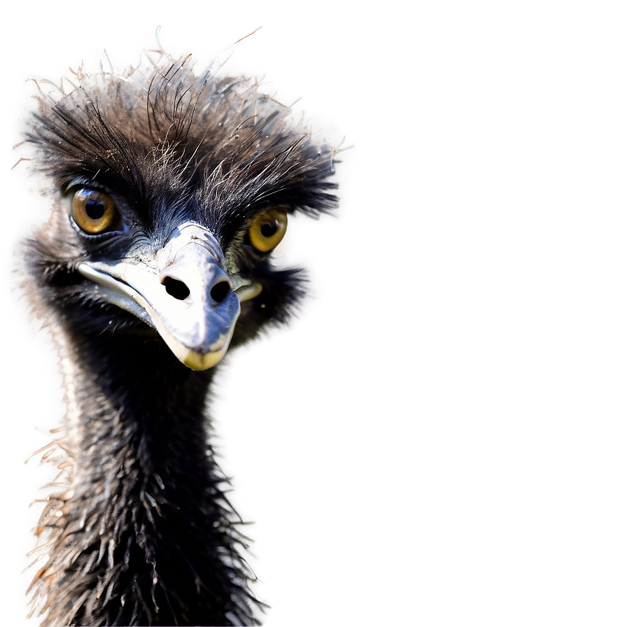 Download Wildlife Emu Png Tqv88 | Wallpapers.com